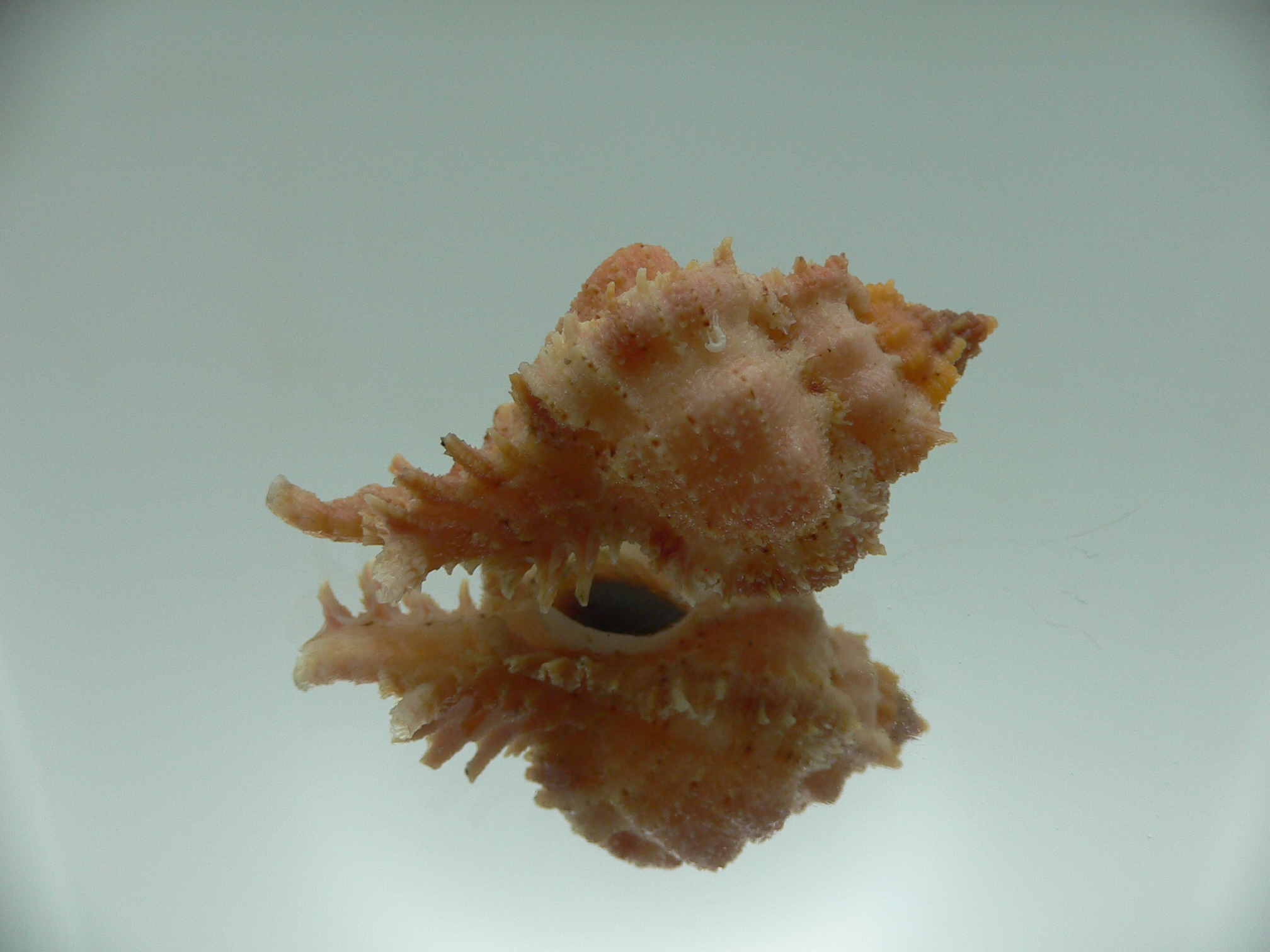 Chicomurex gloriosus ORANGE-PINK