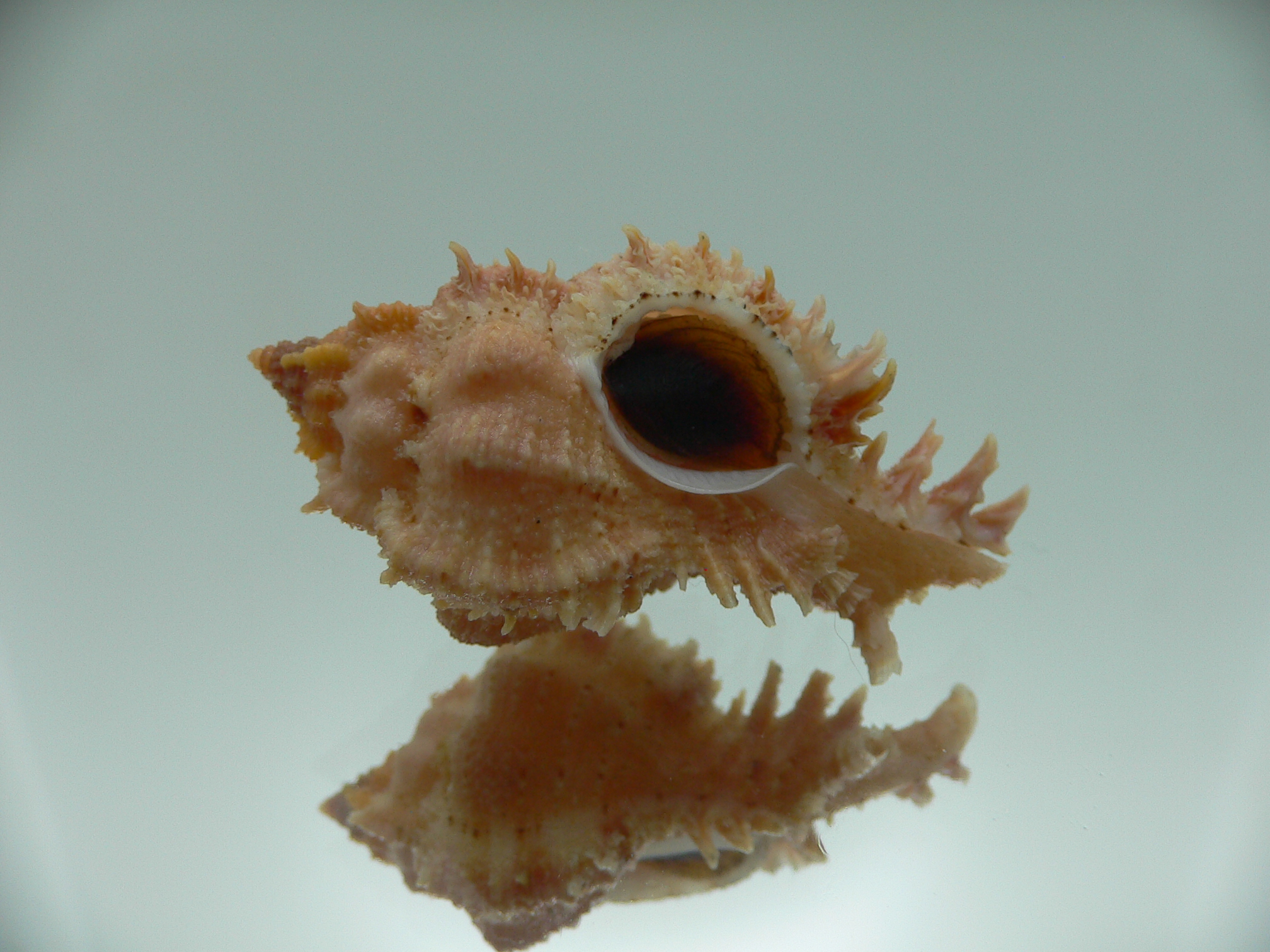 Chicomurex gloriosus ORANGE-PINK