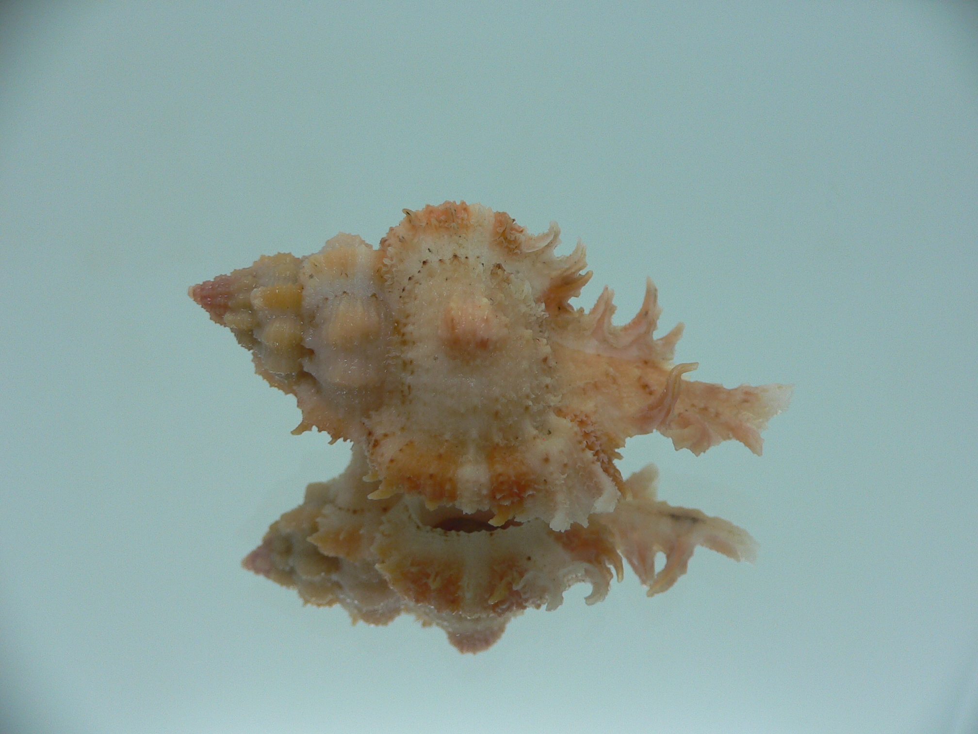Chicomurex gloriosus ORANGE-PINK
