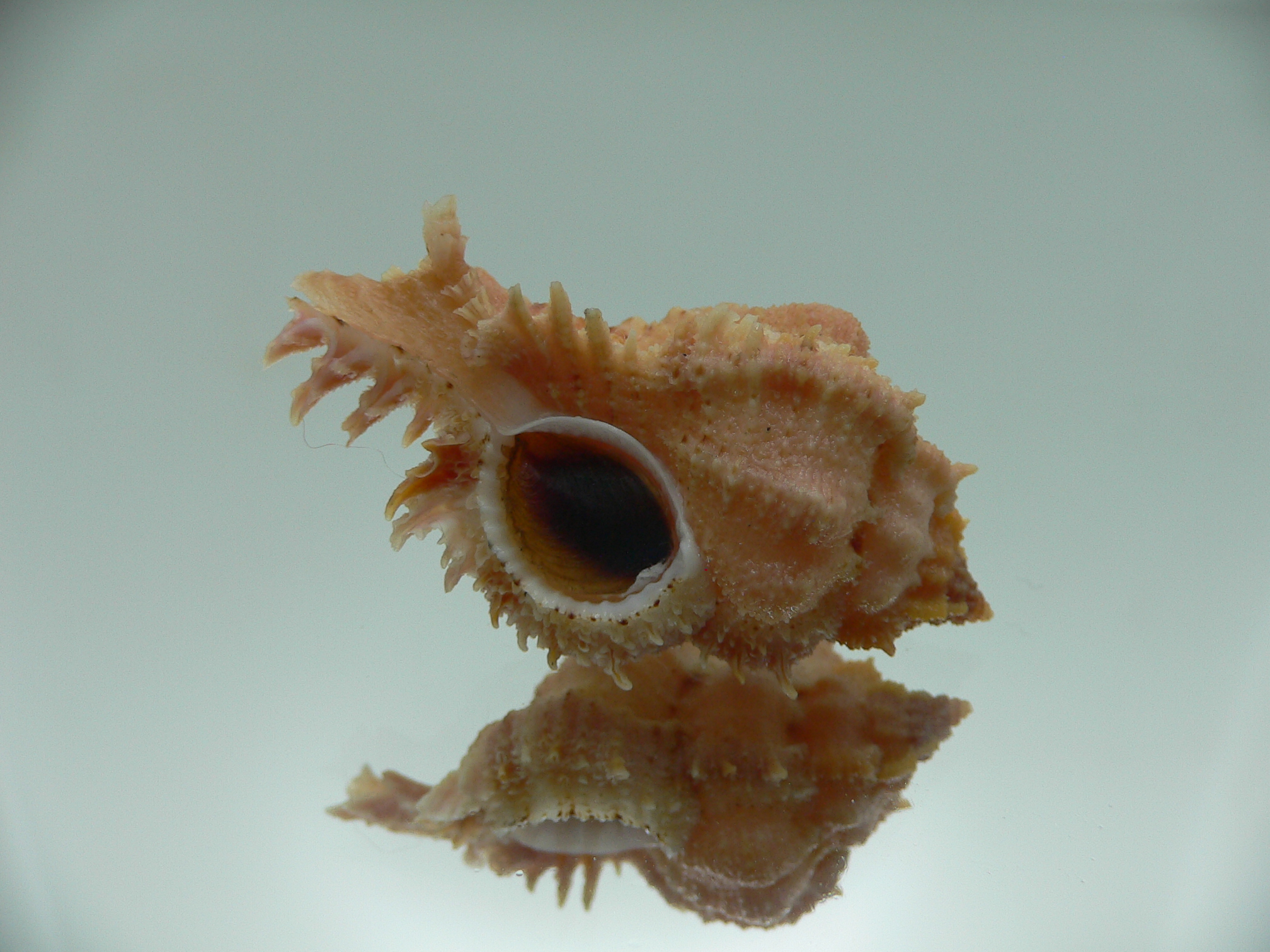 Chicomurex gloriosus ORANGE-PINK