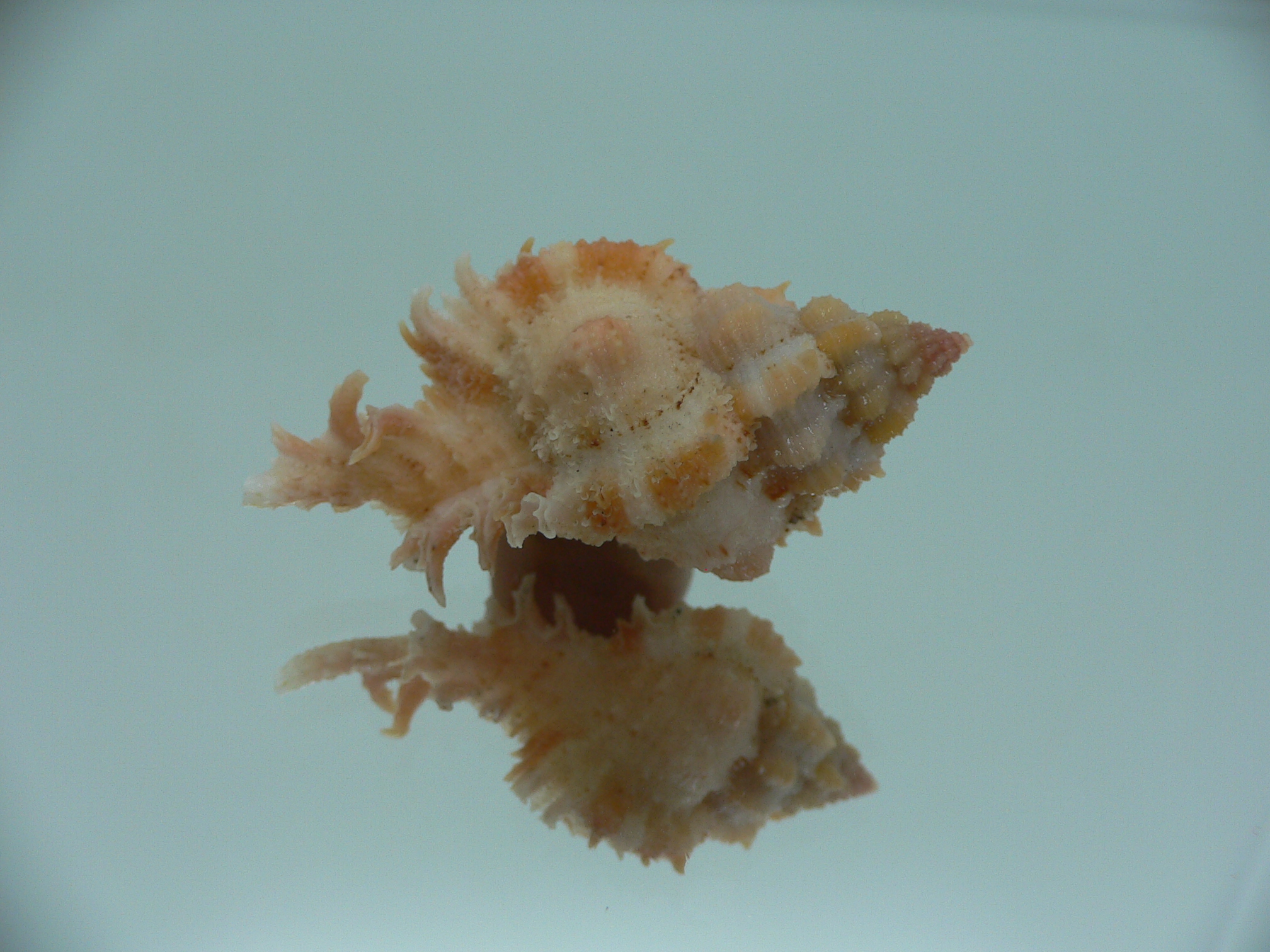 Chicomurex gloriosus ORANGE-PINK