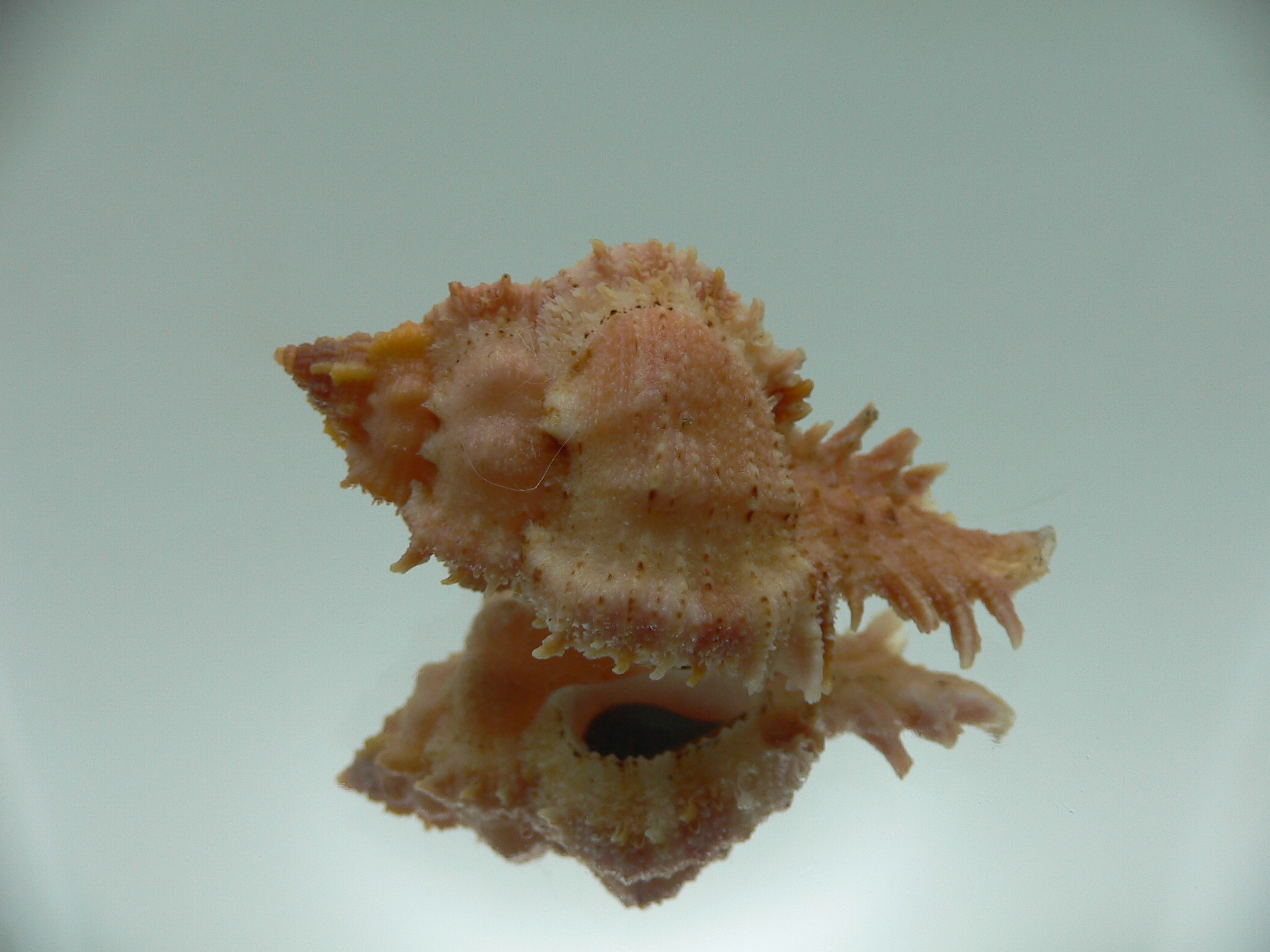 Chicomurex gloriosus ORANGE-PINK