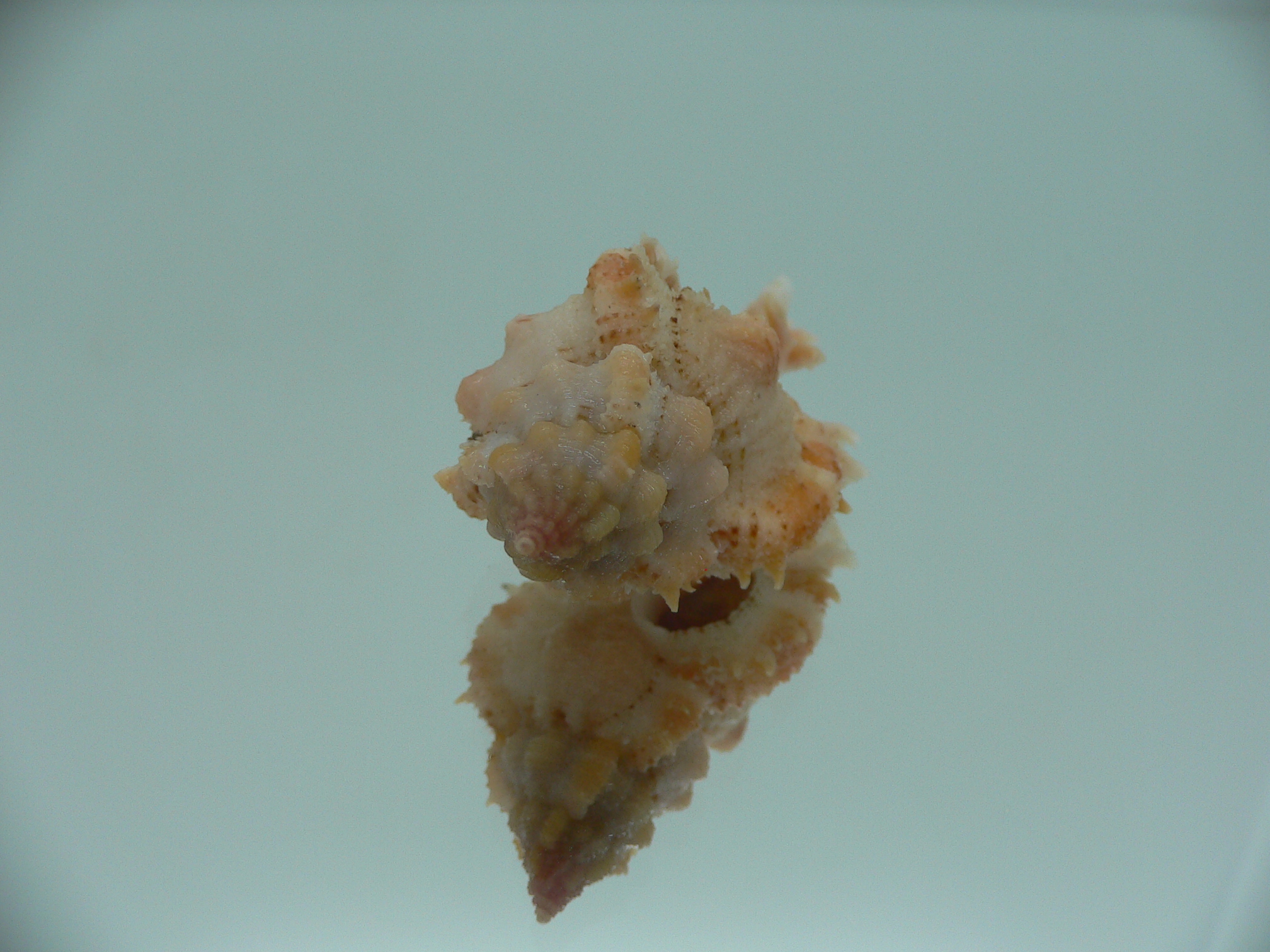 Chicomurex gloriosus ORANGE-PINK