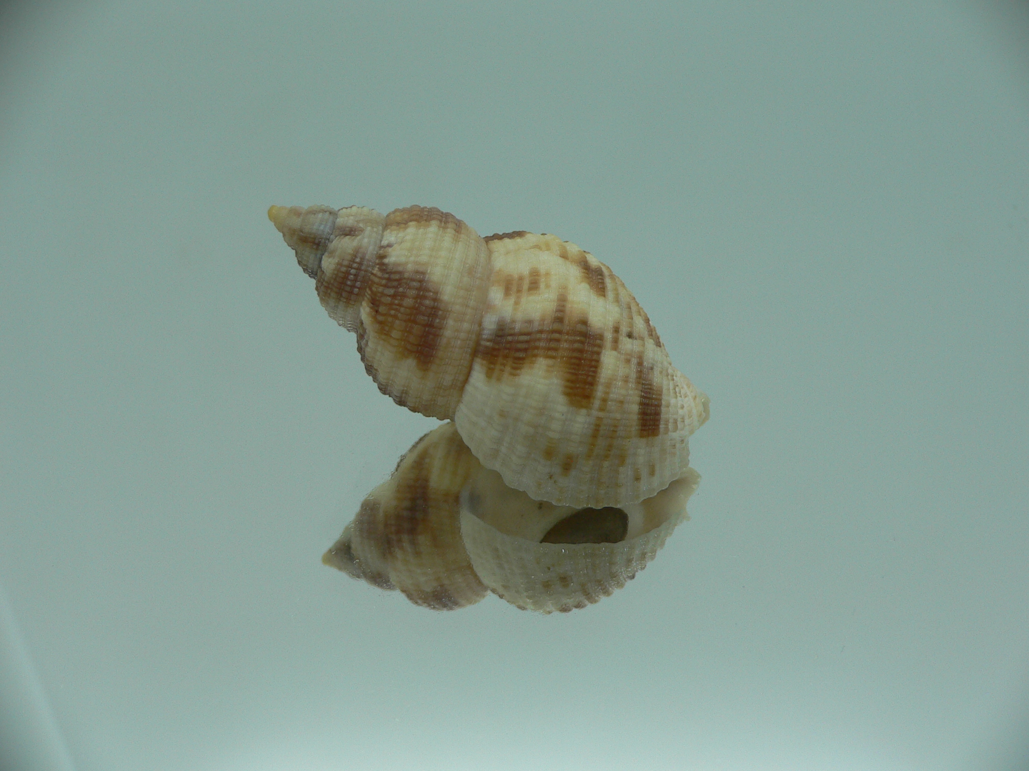 Buccinum yokomaruae BIG & ELONGATE