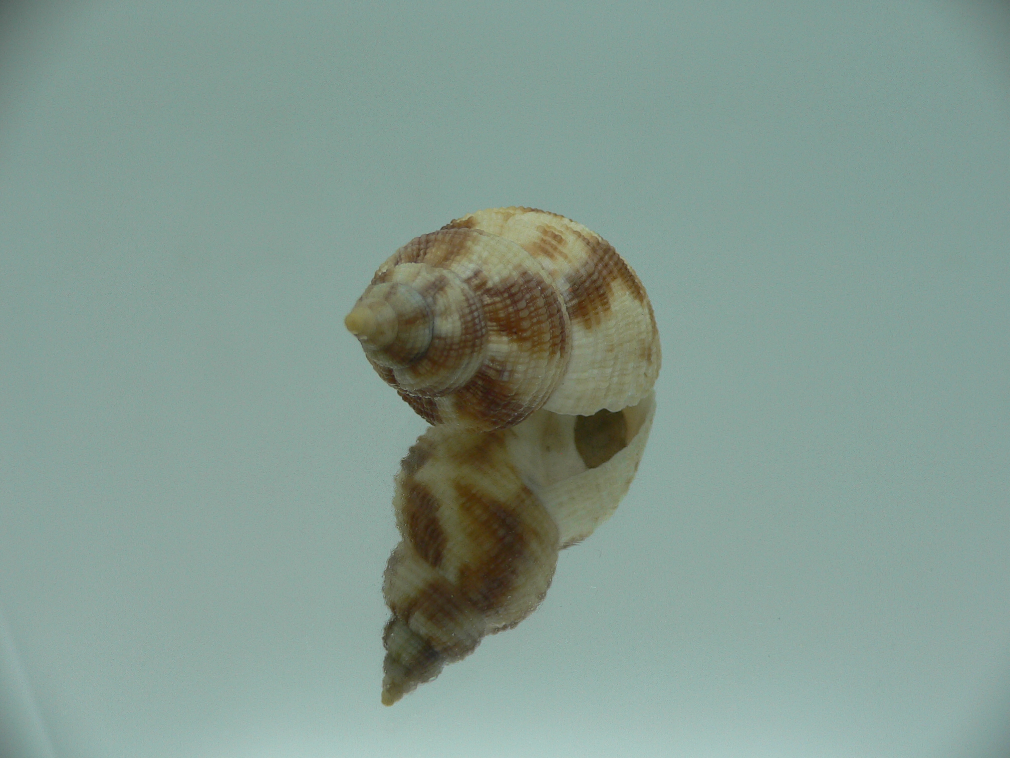 Buccinum yokomaruae BIG & ELONGATE
