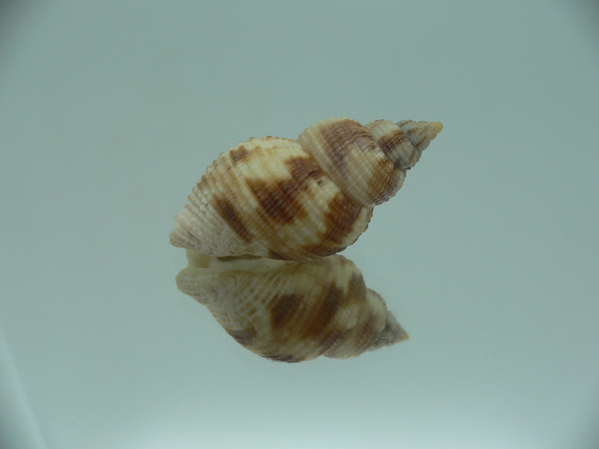 Buccinum yokomaruae BIG & ELONGATE