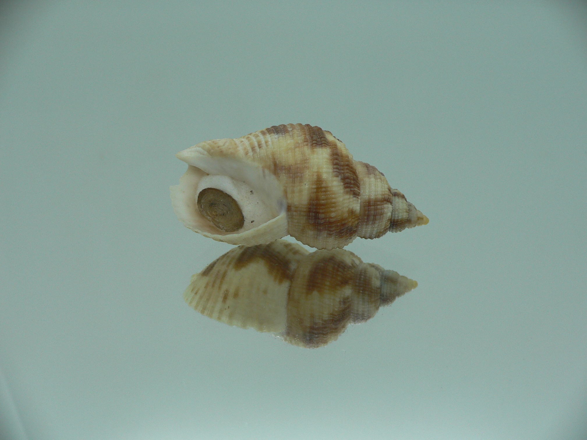 Buccinum yokomaruae BIG & ELONGATE
