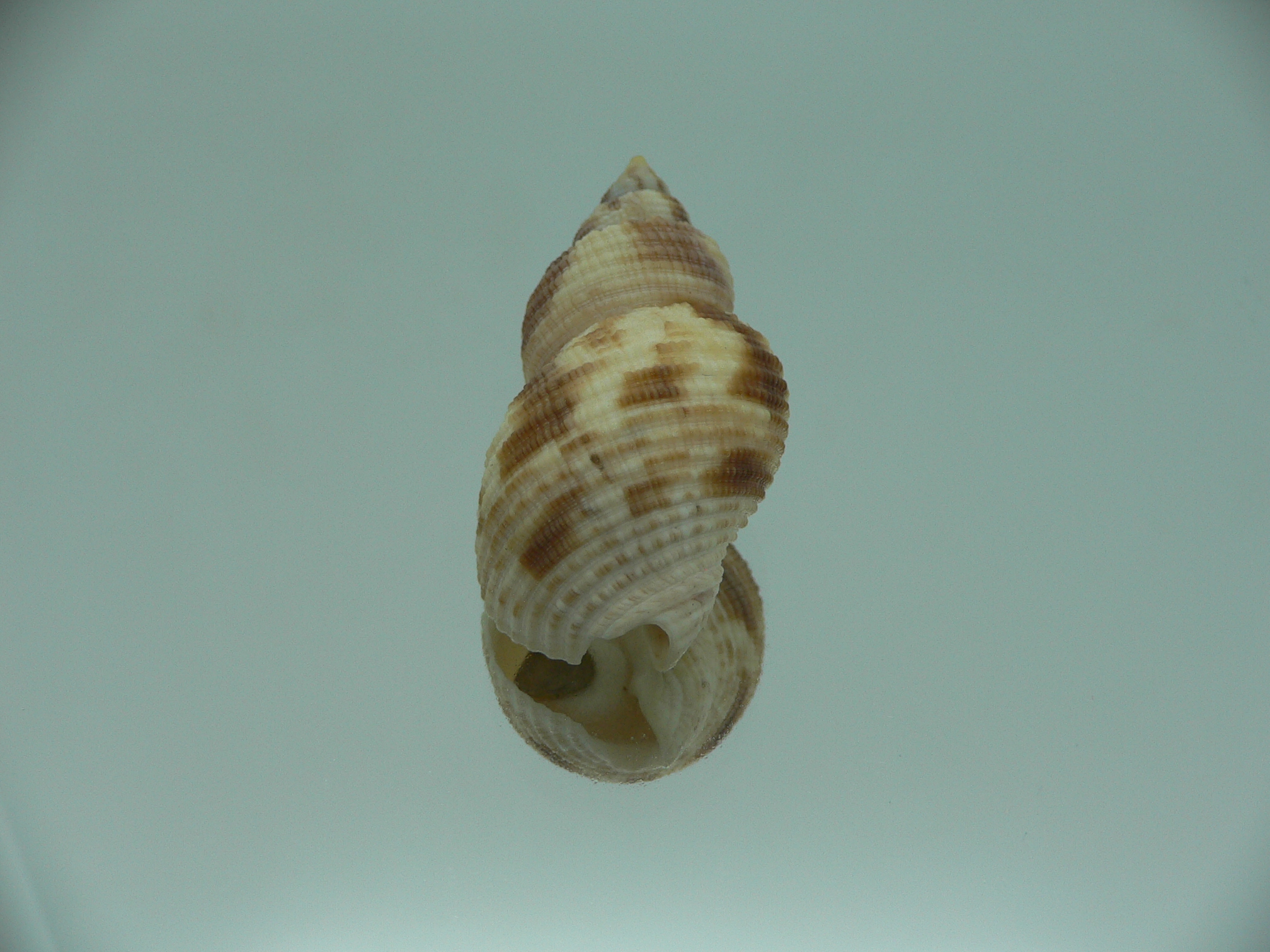 Buccinum yokomaruae BIG & ELONGATE