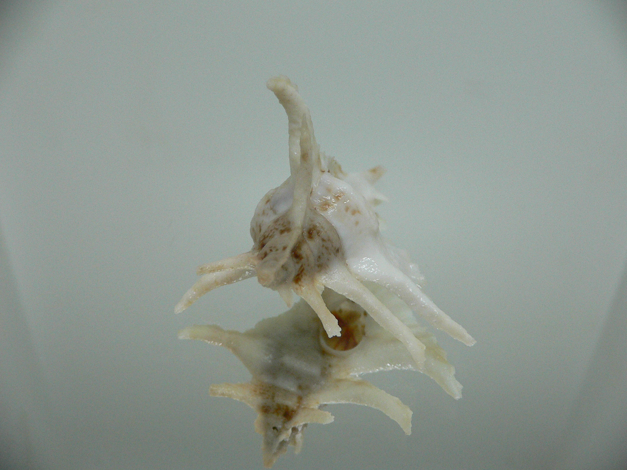 Purpurellus gambiensis