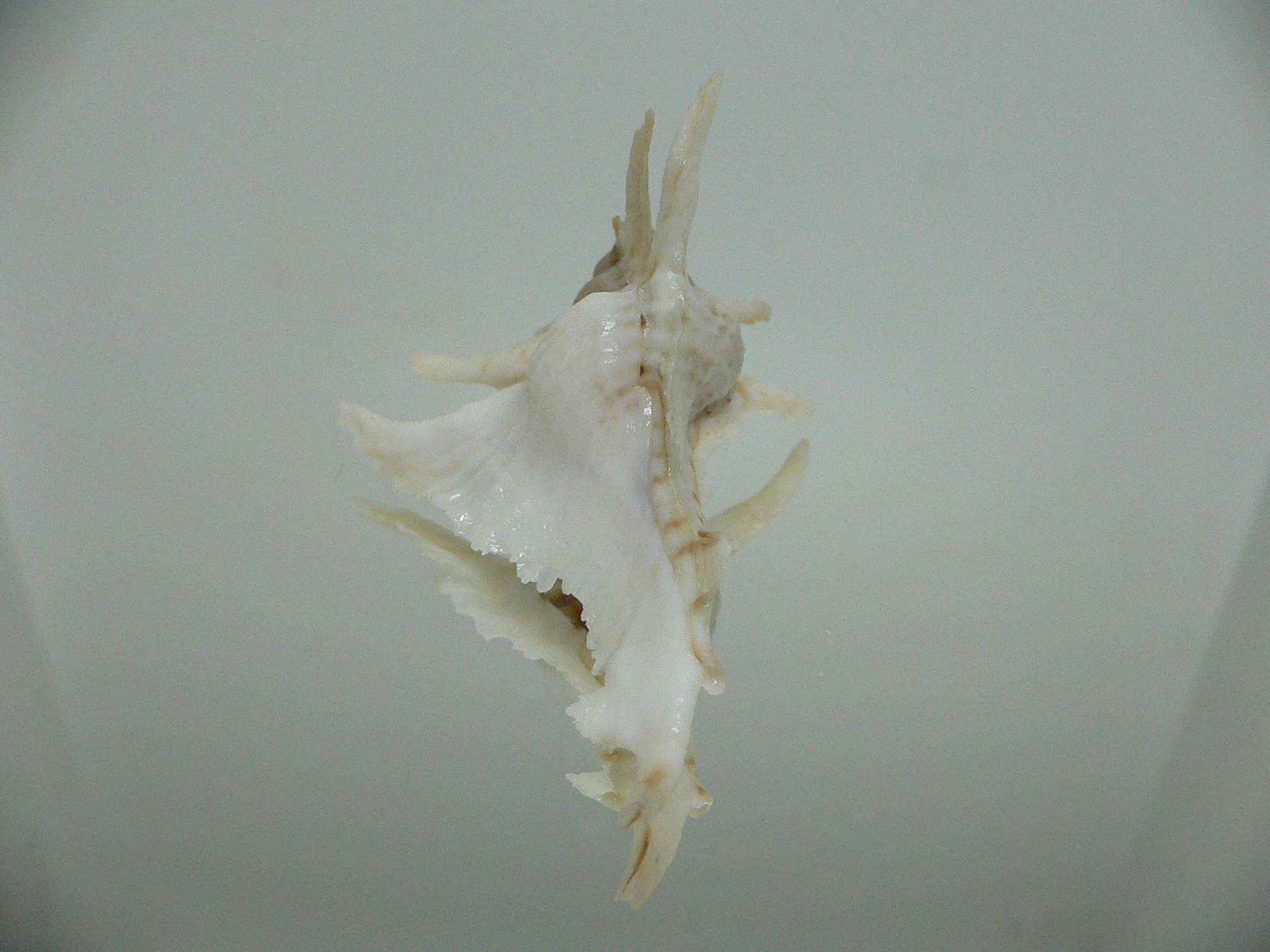 Purpurellus gambiensis