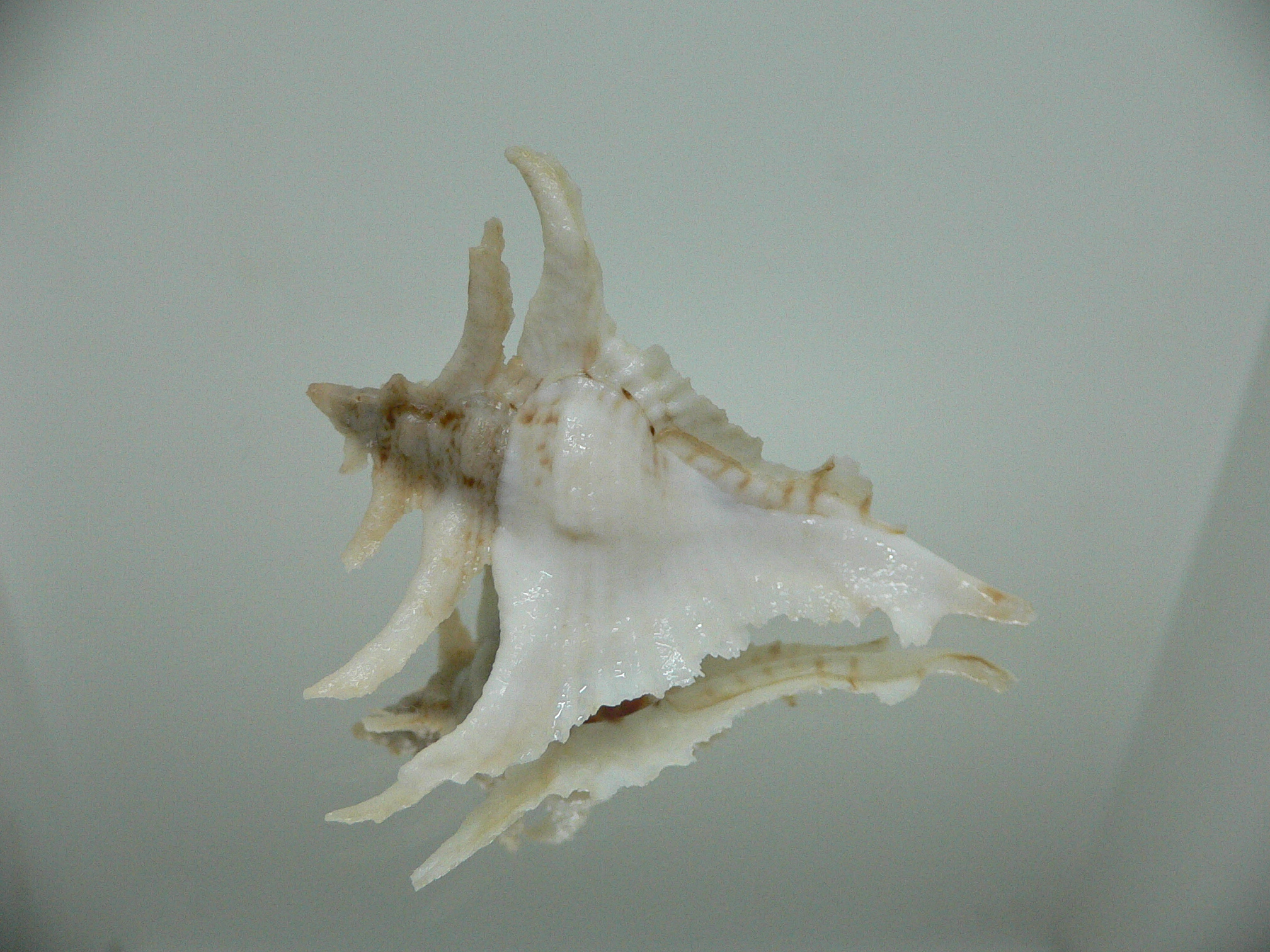 Purpurellus gambiensis