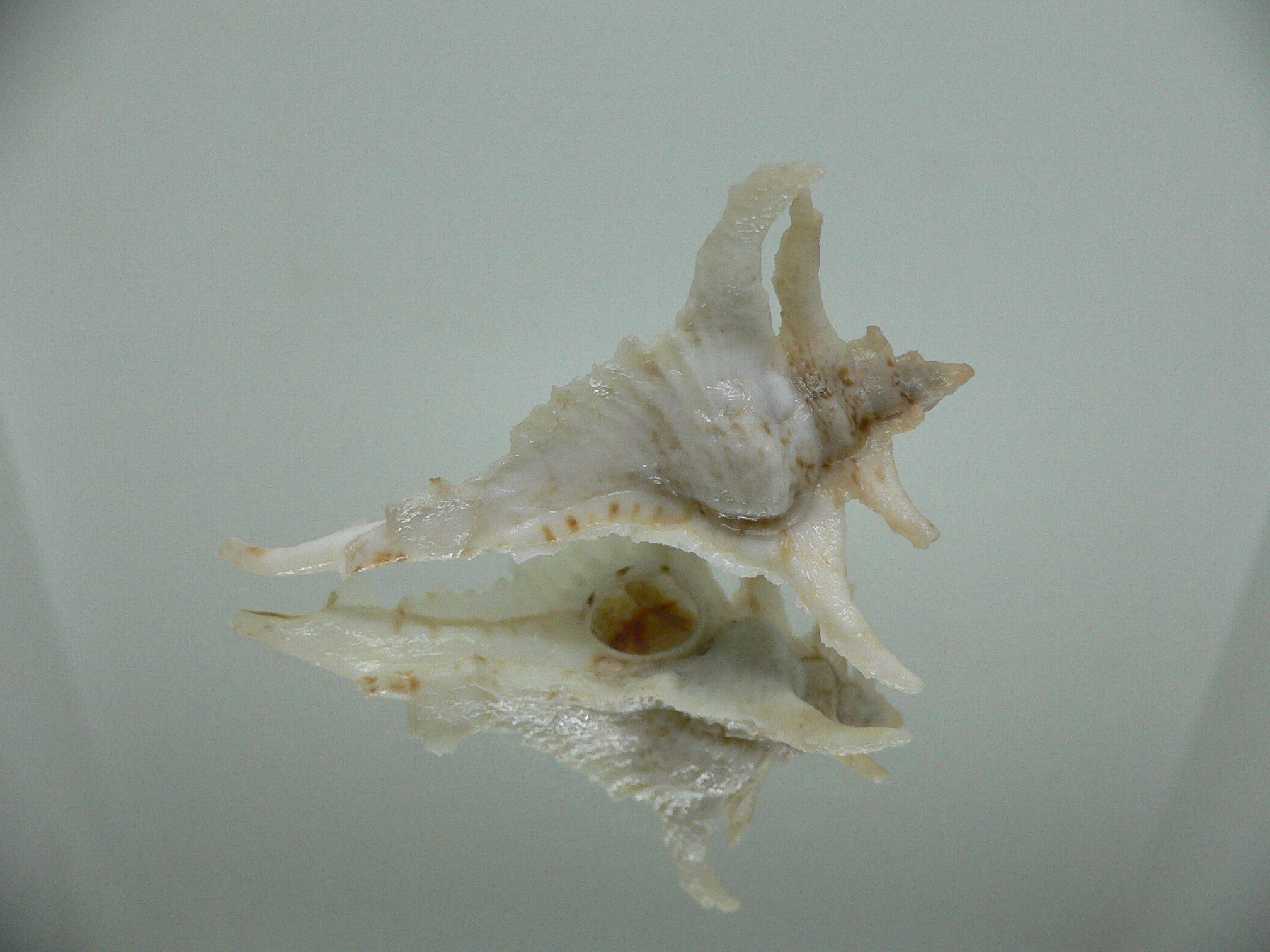 Purpurellus gambiensis