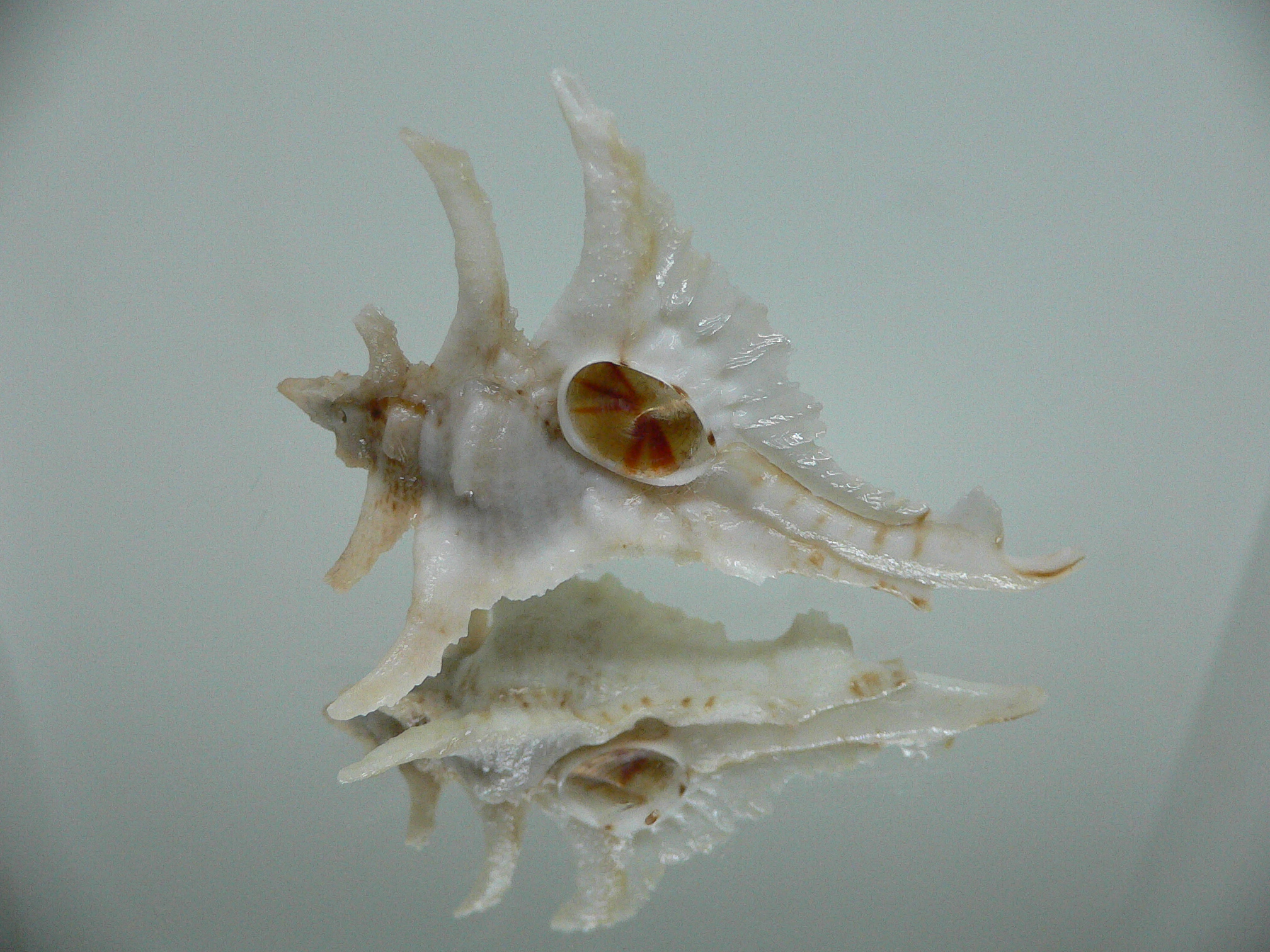 Purpurellus gambiensis