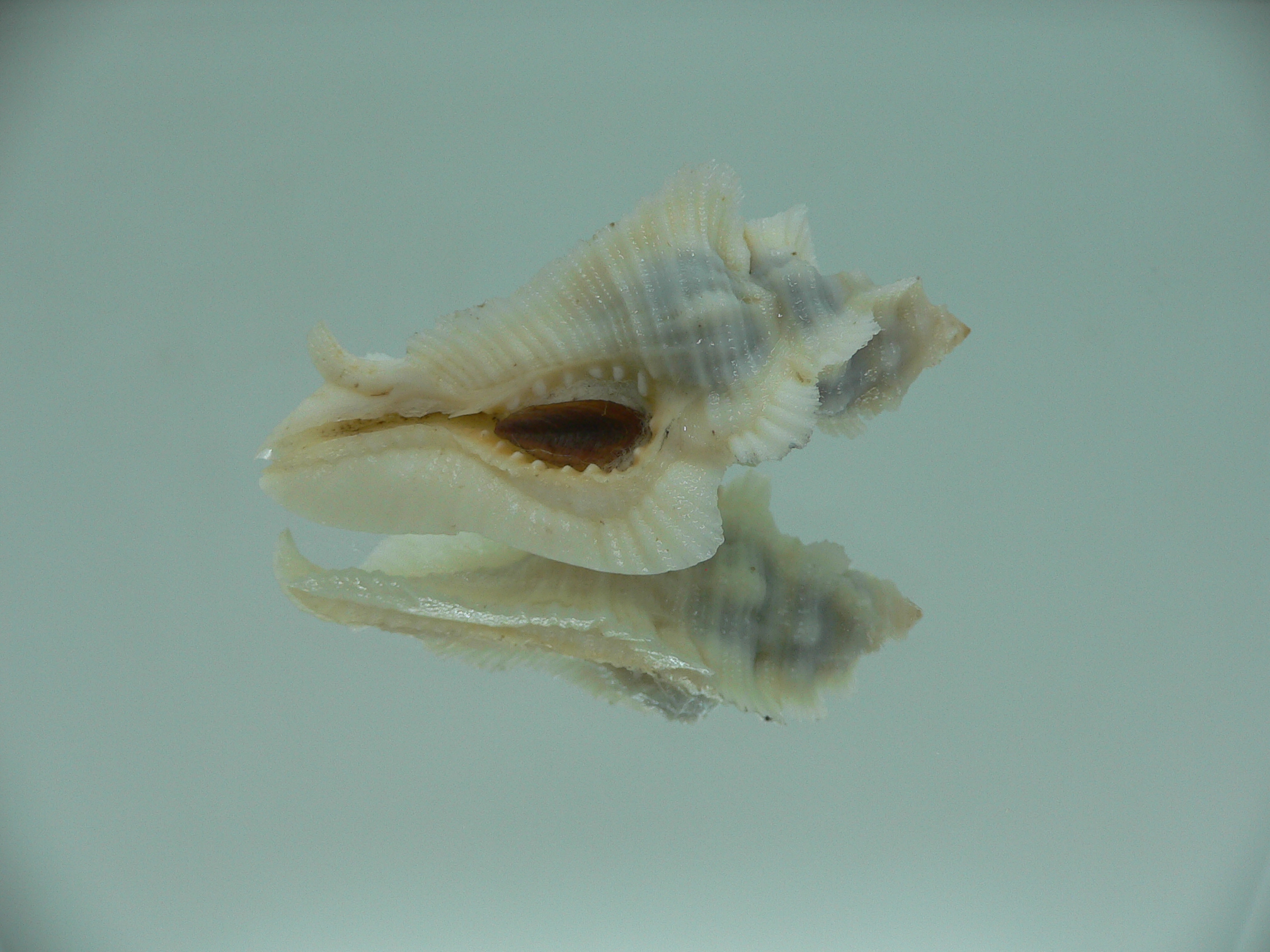 Pterynotus tripterus RARE & BIG