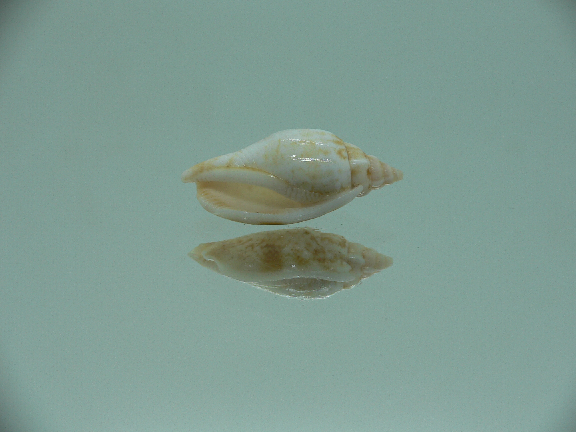 Canarium fusiforme RARE & COLOR