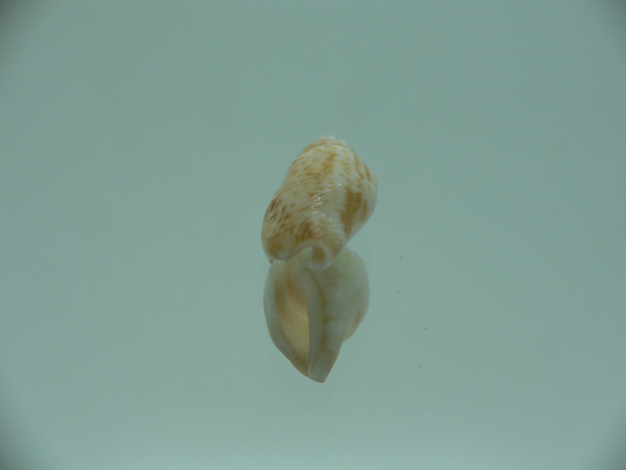 Canarium fusiforme RARE & COLOR