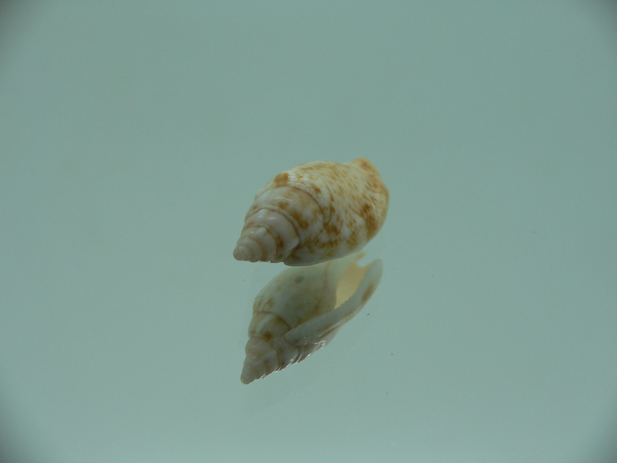 Canarium fusiforme RARE & COLOR