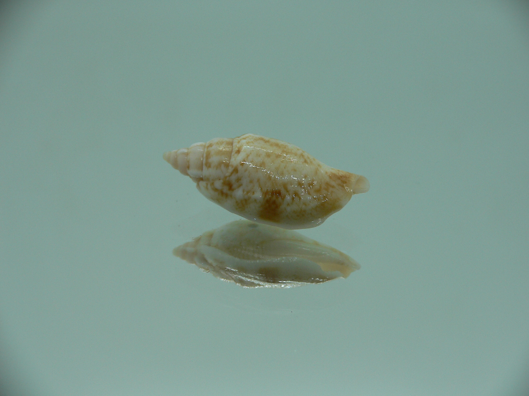 Canarium fusiforme RARE & COLOR