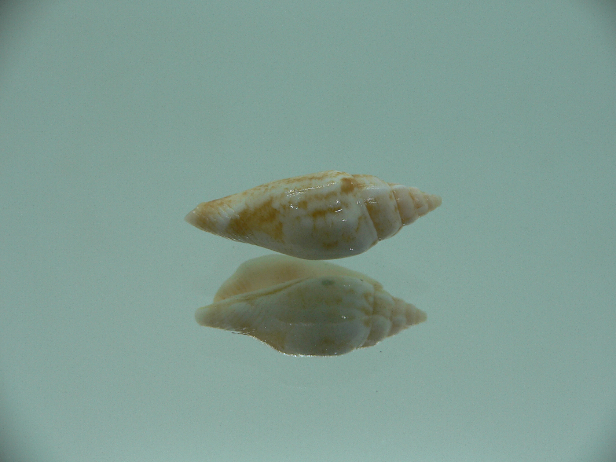 Canarium fusiforme RARE & COLOR