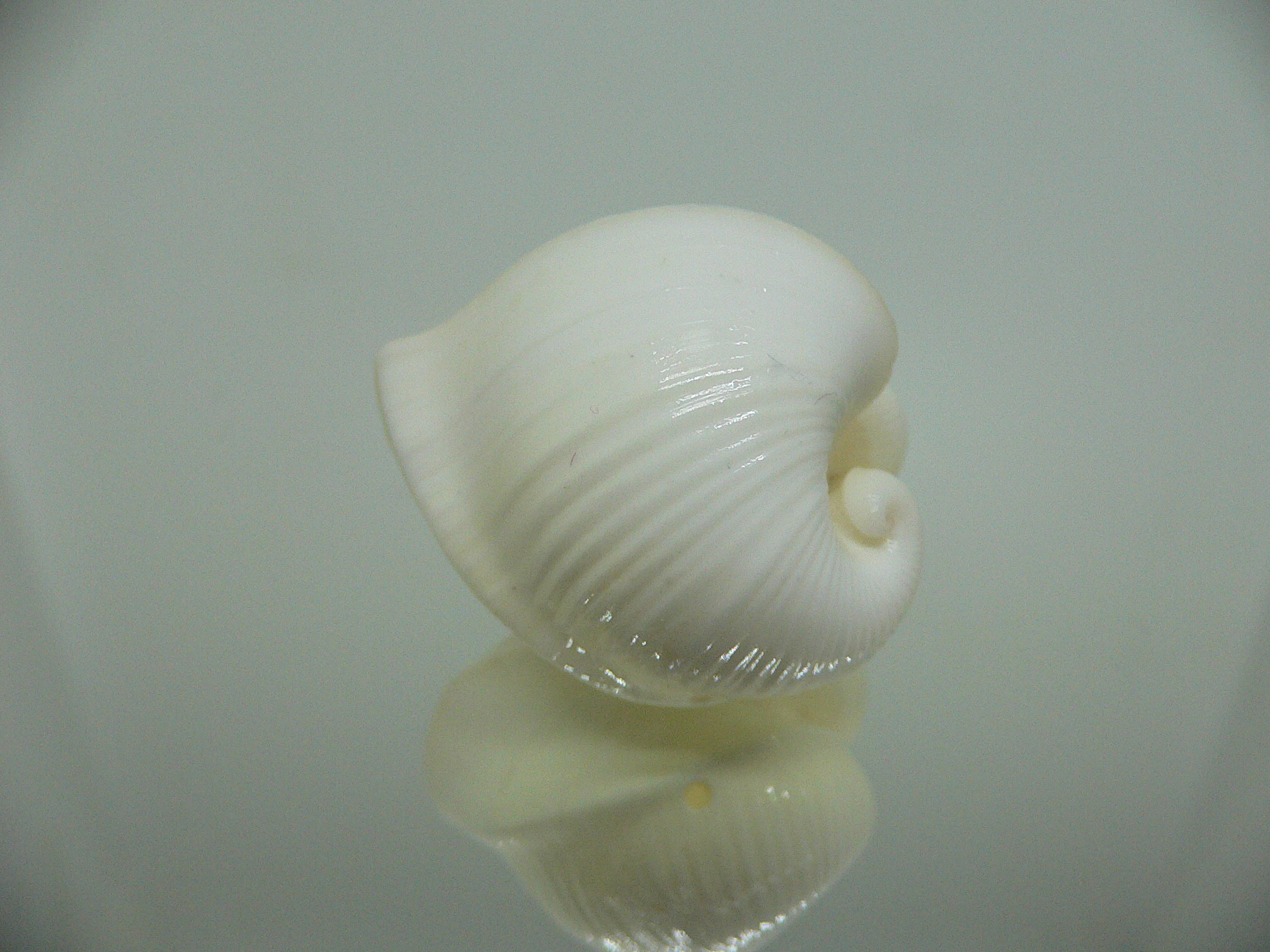 Meiocardia cumingi (fresh dead)