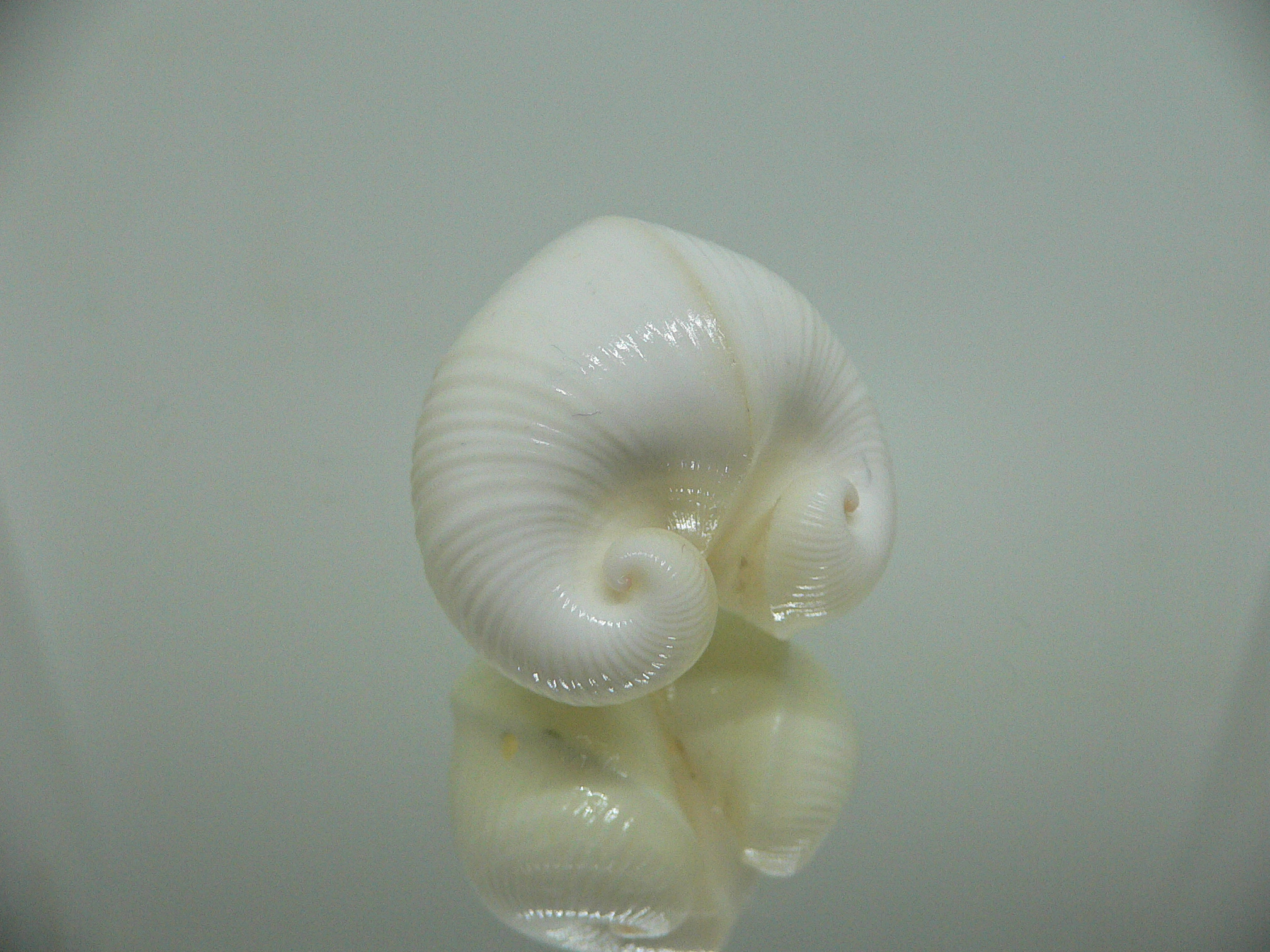 Meiocardia cumingi (fresh dead)