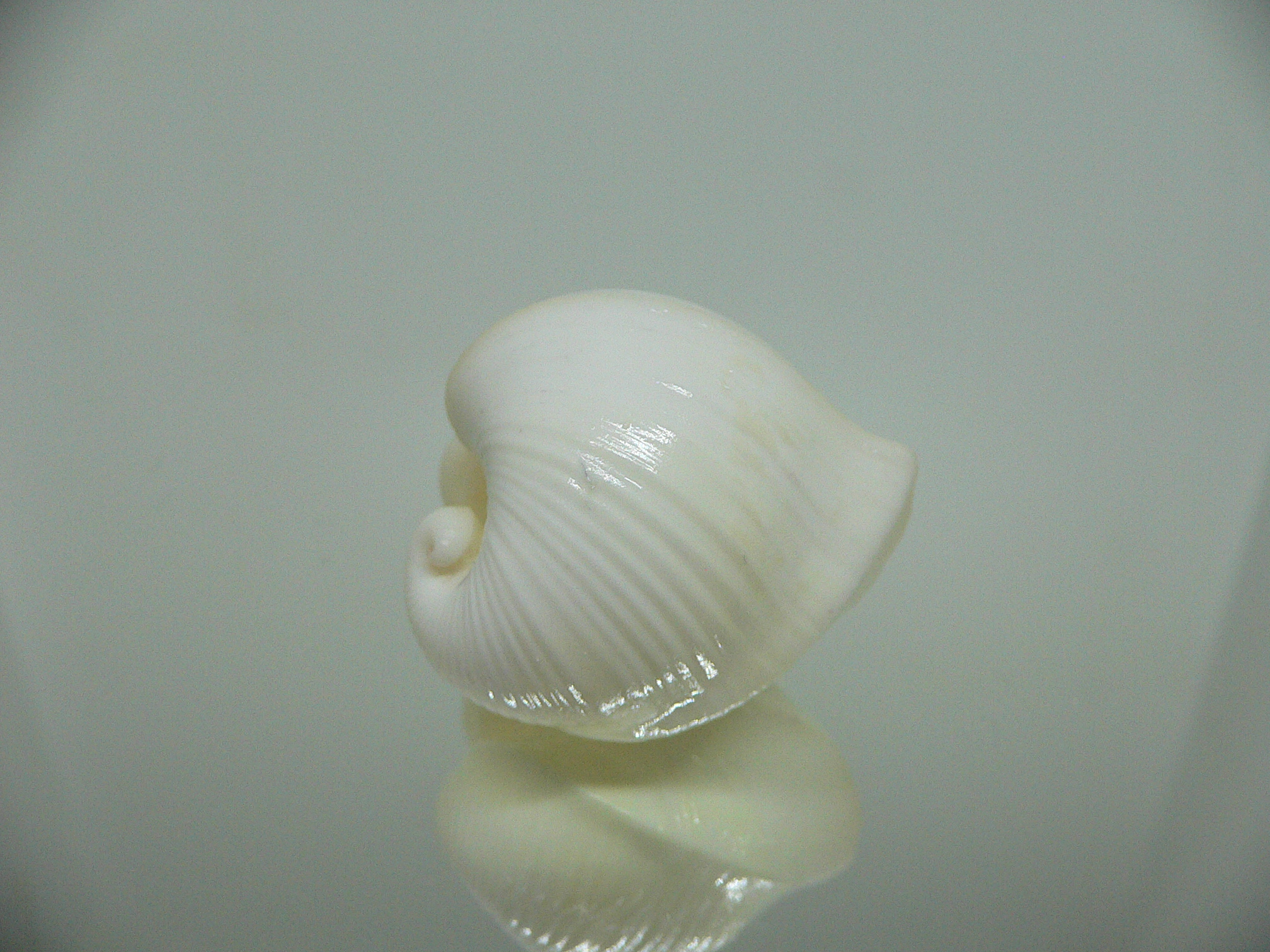 Meiocardia cumingi (fresh dead)