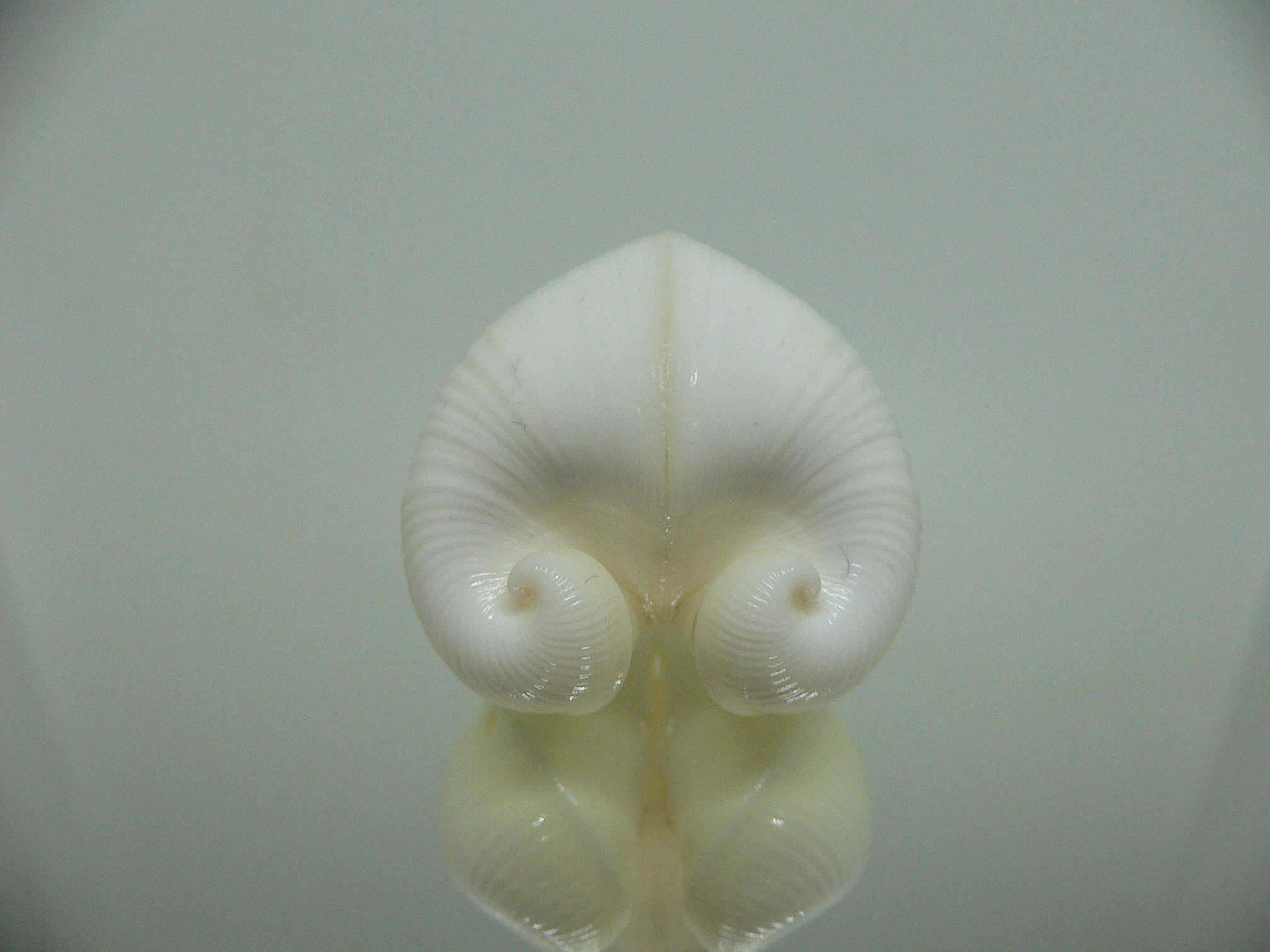 Meiocardia cumingi (fresh dead)