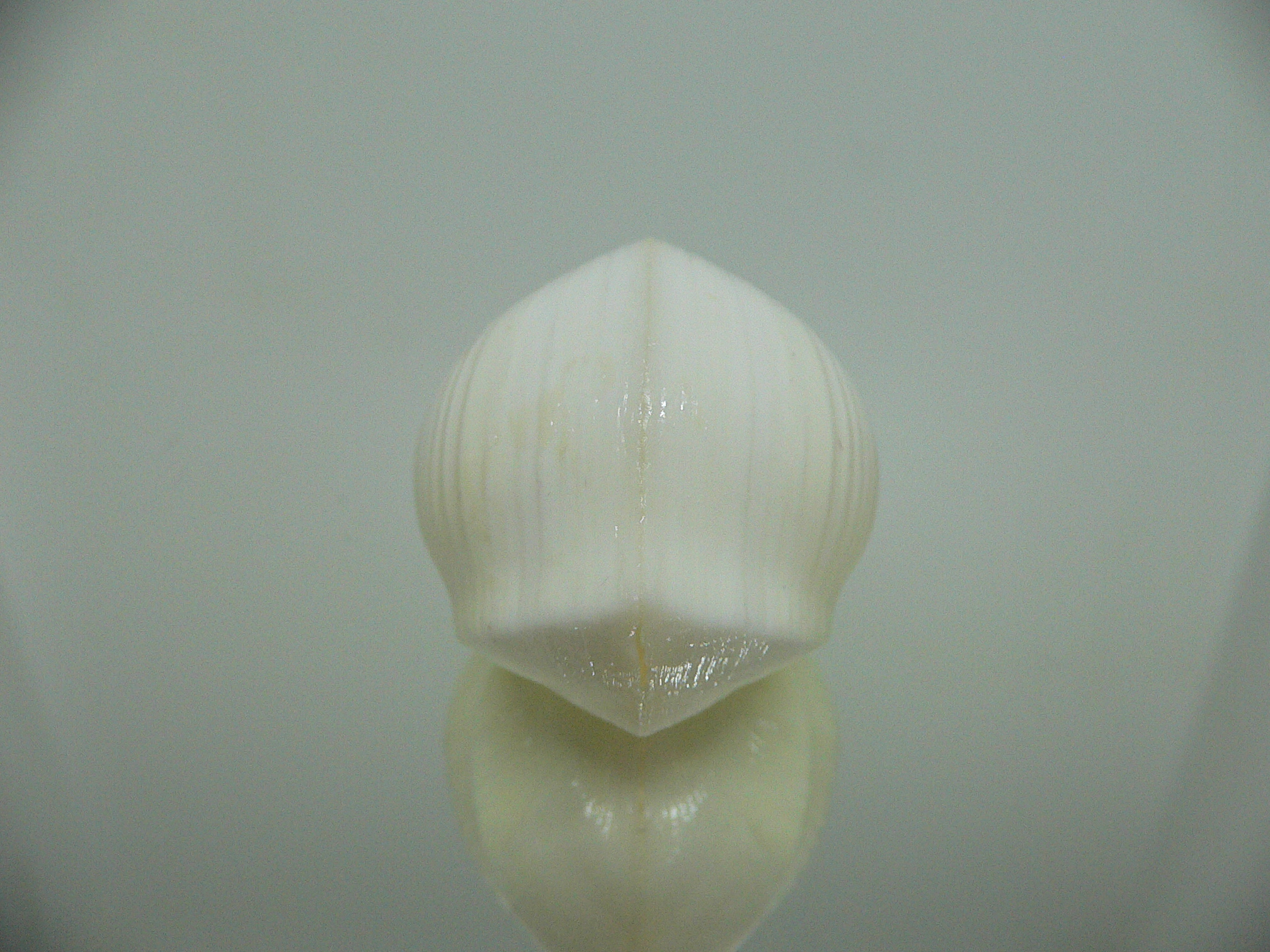 Meiocardia cumingi (fresh dead)