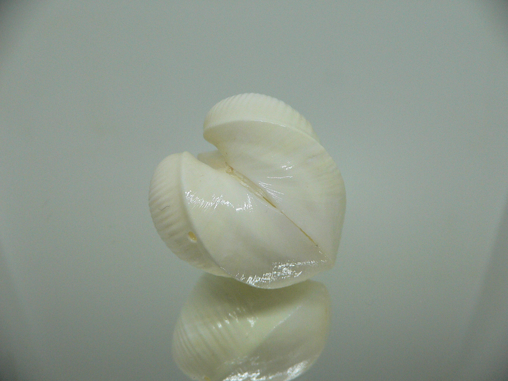 Meiocardia cumingi (fresh dead)