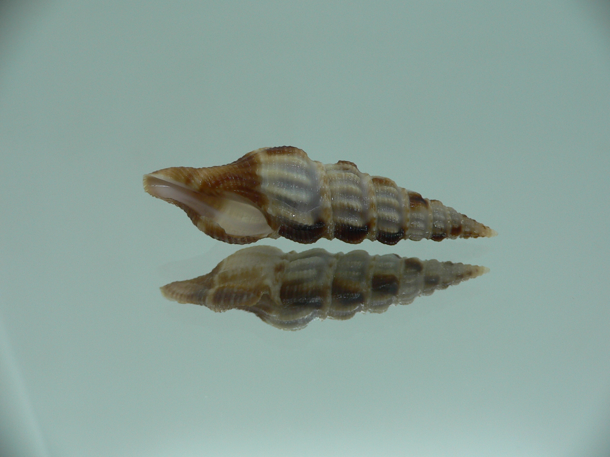 Inquisitor rufovaricosa RARE