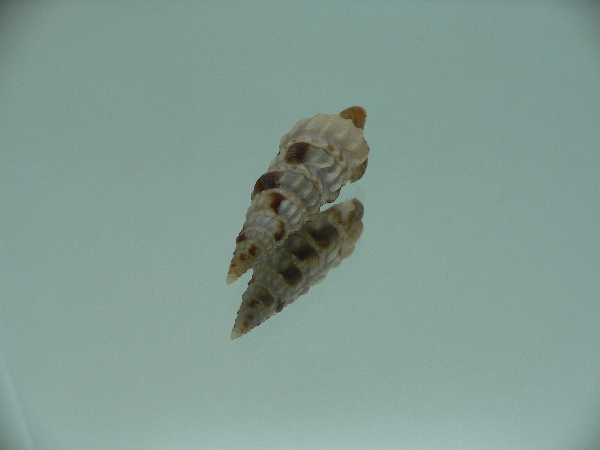 Inquisitor rufovaricosa RARE