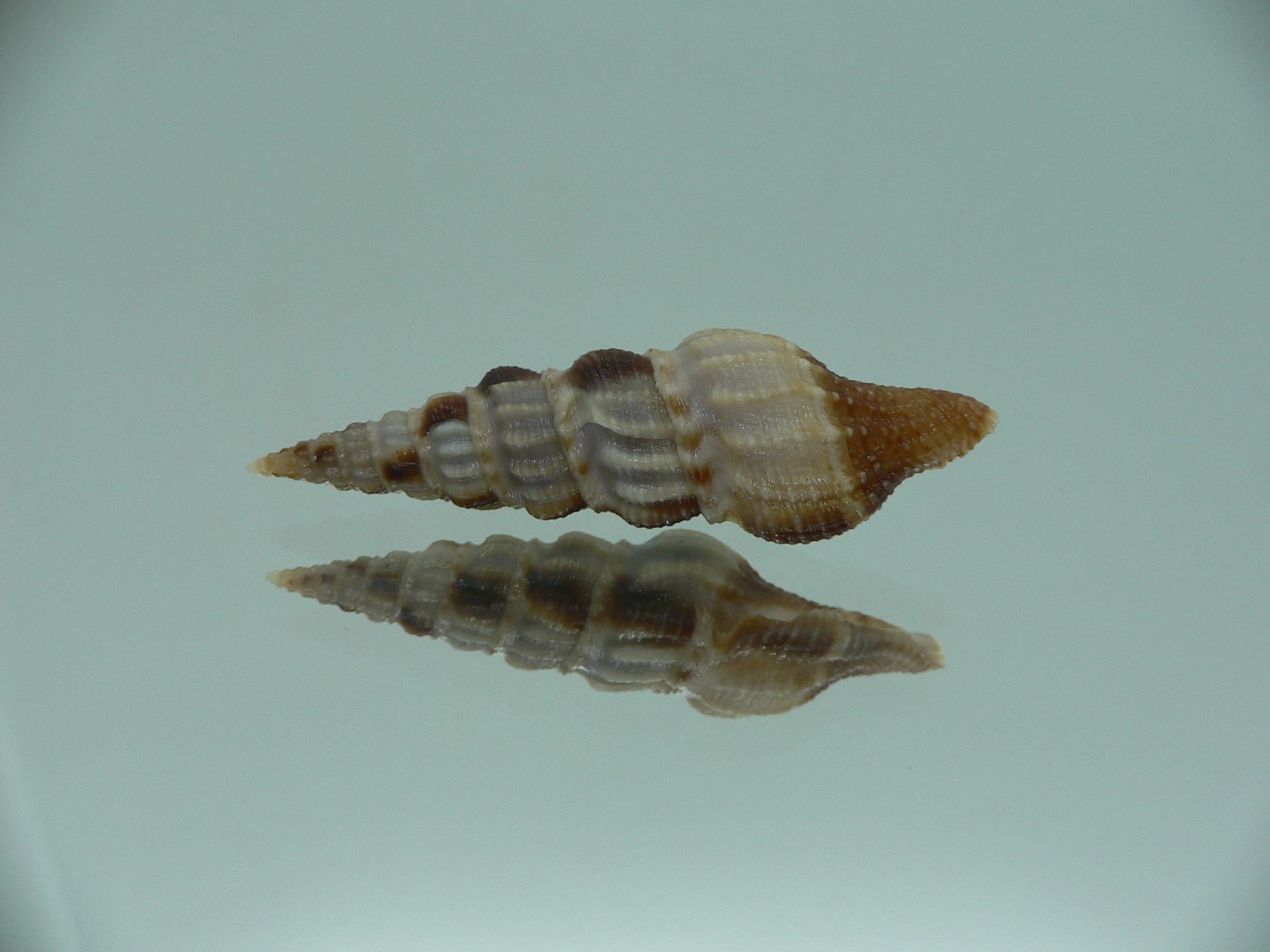 Inquisitor rufovaricosa RARE