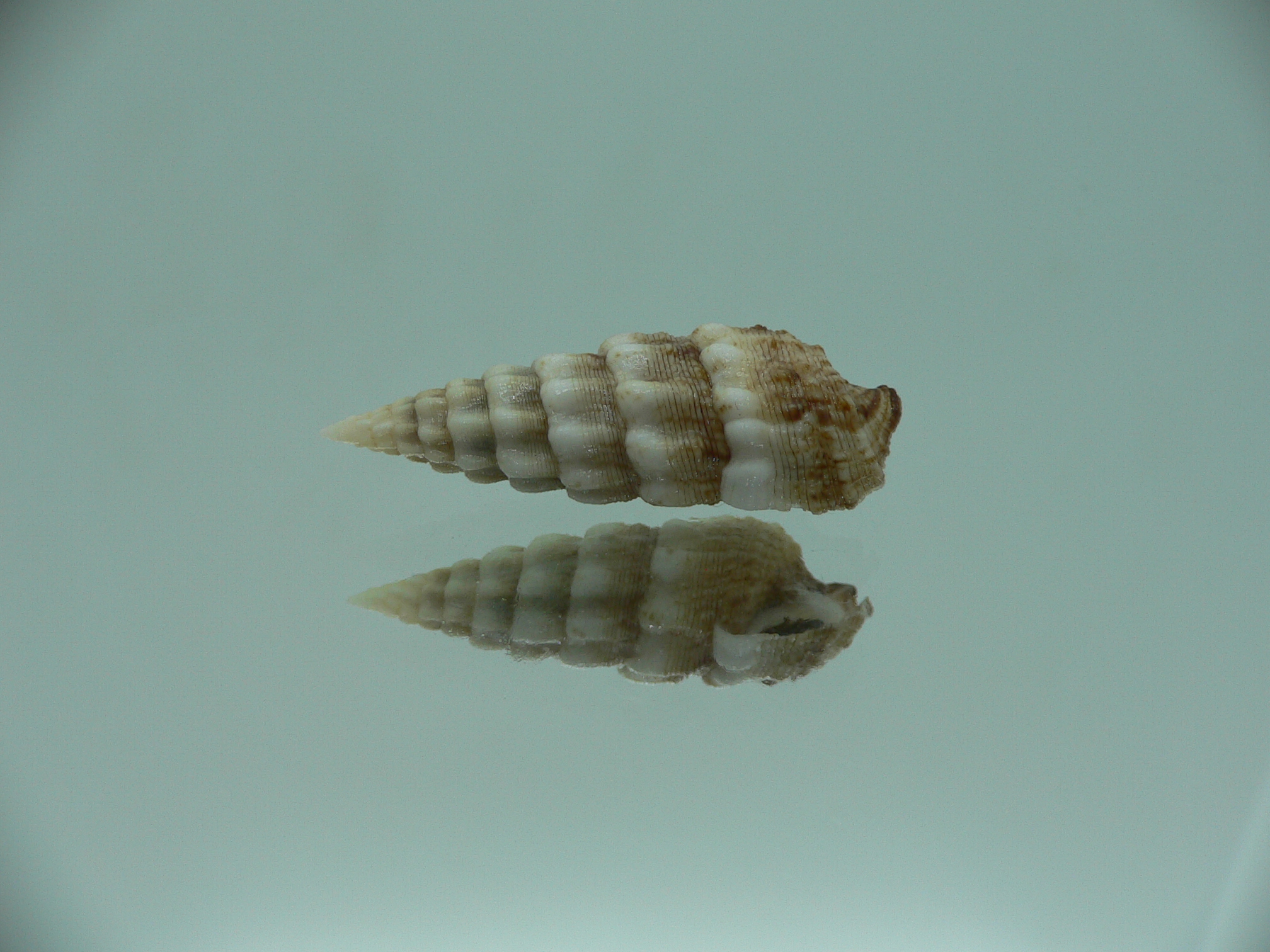 Cerithium novaehollondiae IDEAL