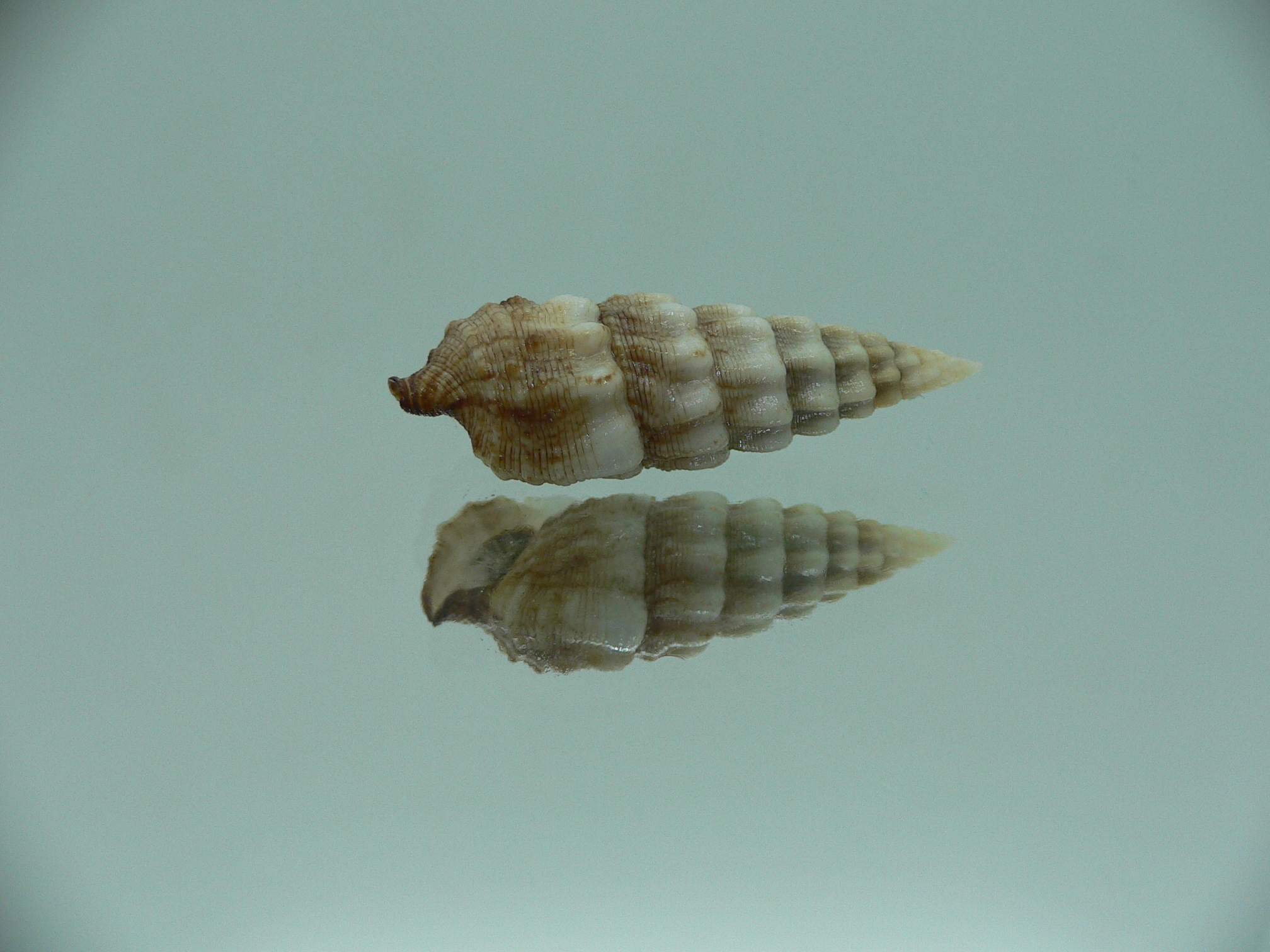 Cerithium novaehollondiae IDEAL