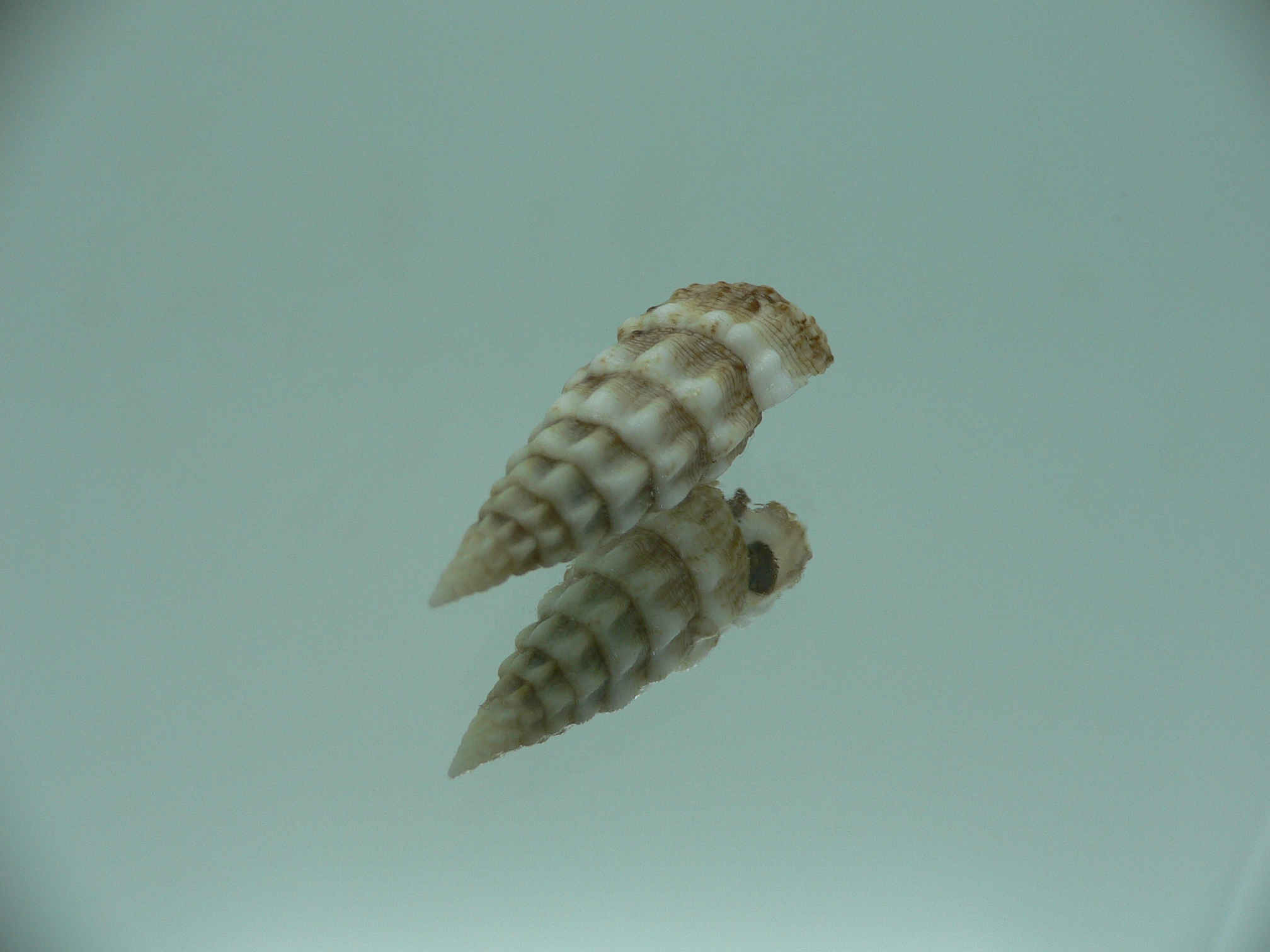 Cerithium novaehollondiae IDEAL