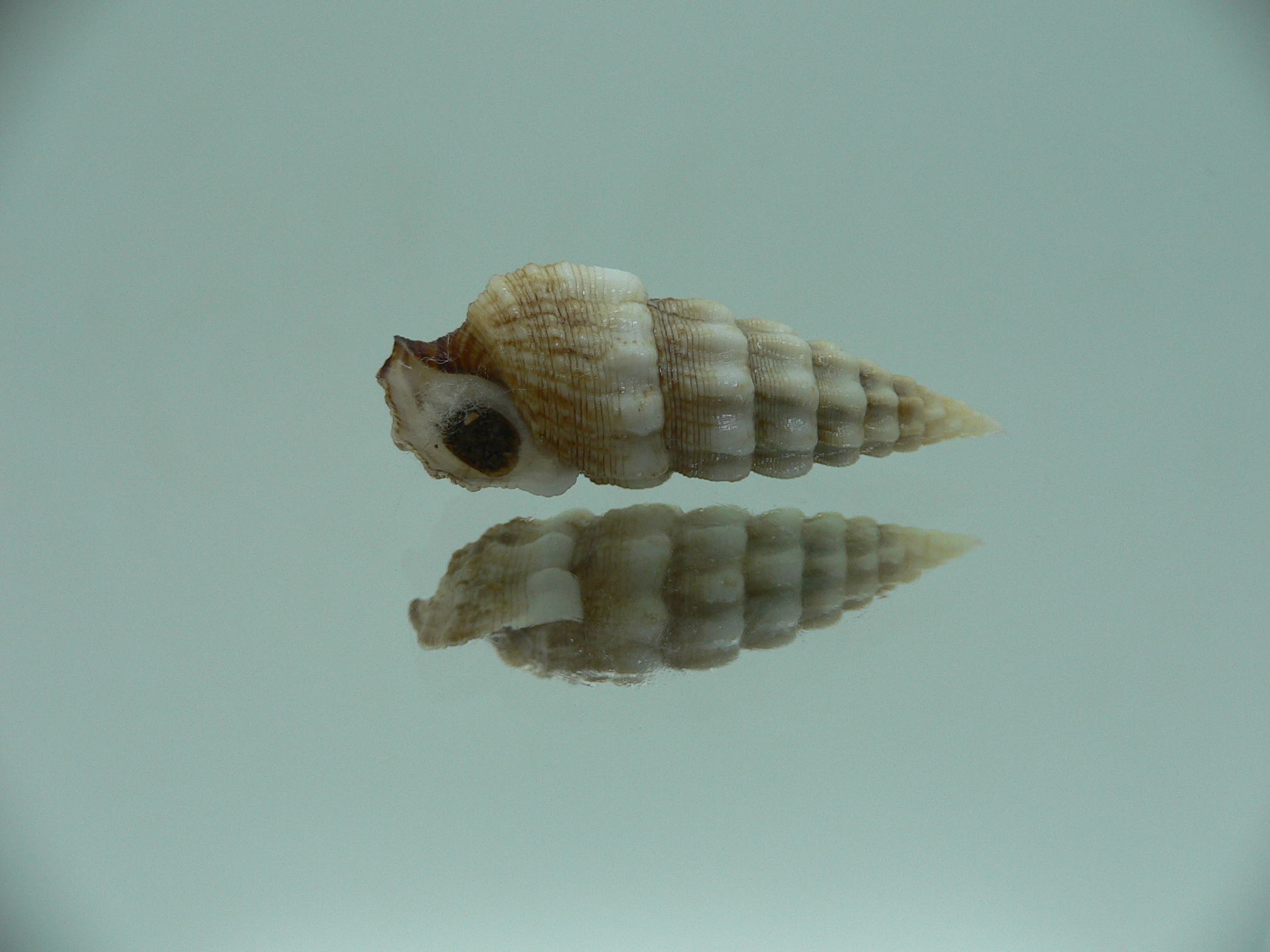 Cerithium novaehollondiae IDEAL