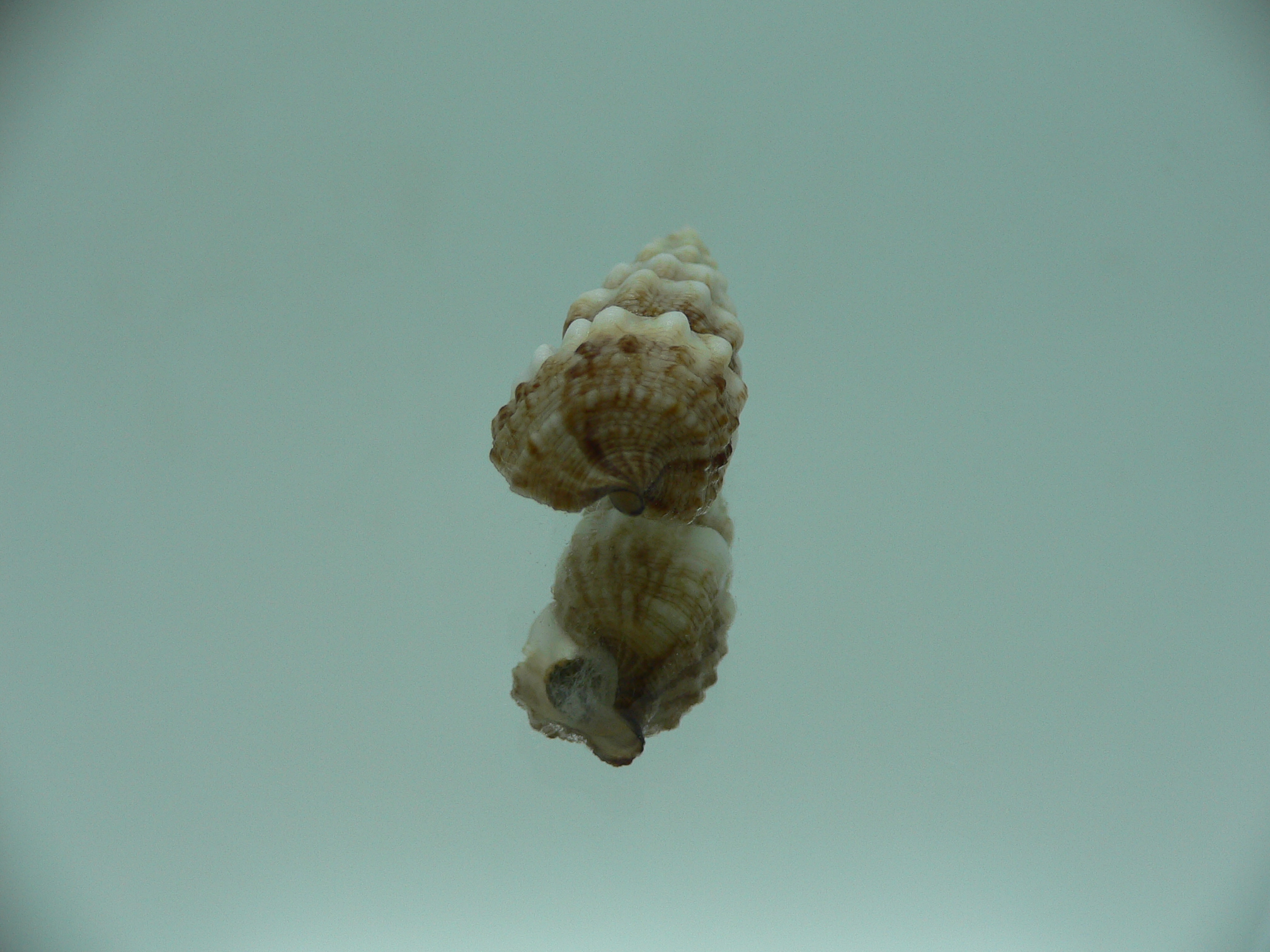 Cerithium novaehollondiae IDEAL