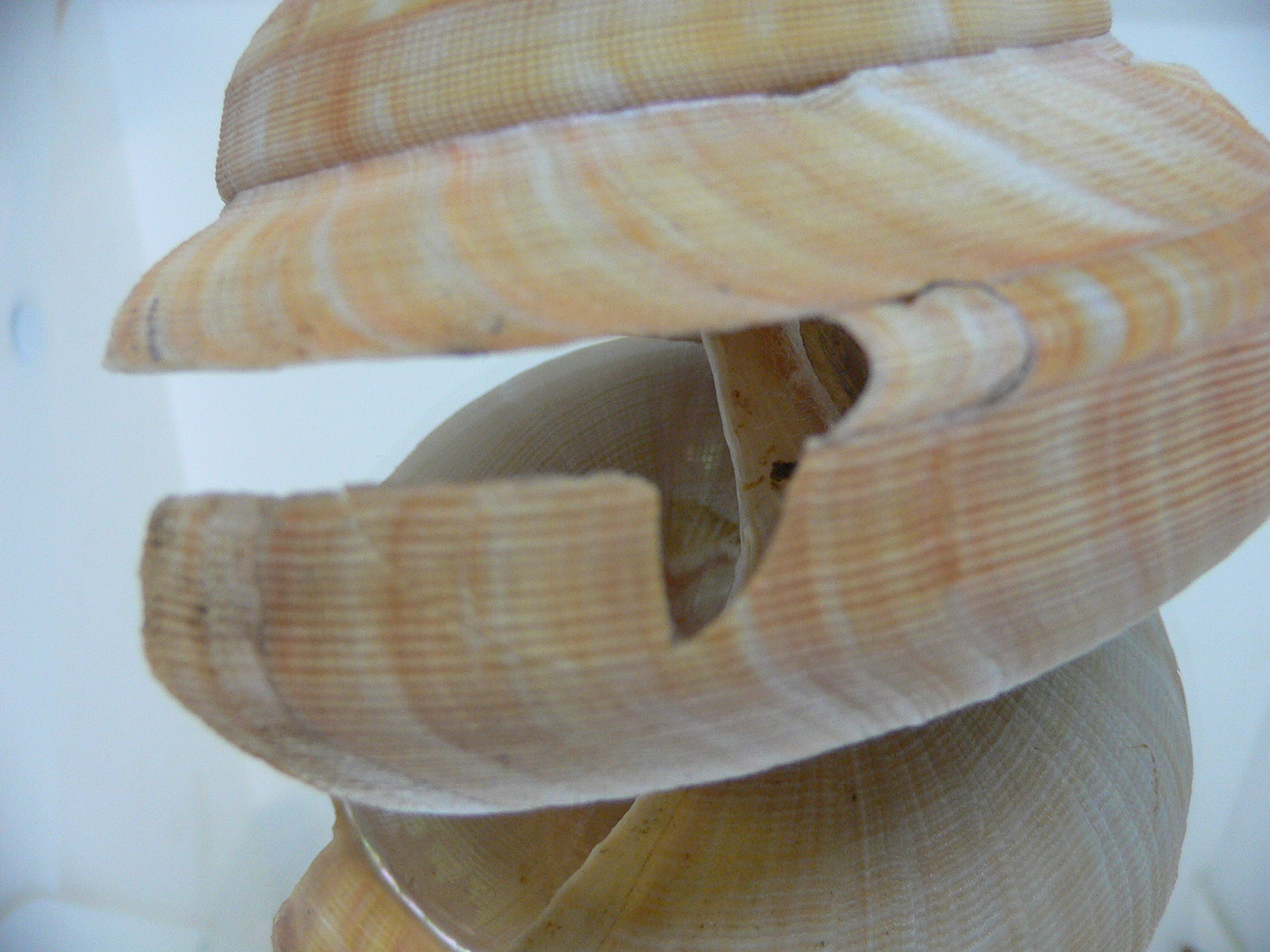 Bayerotrochus westralis VERY BIG