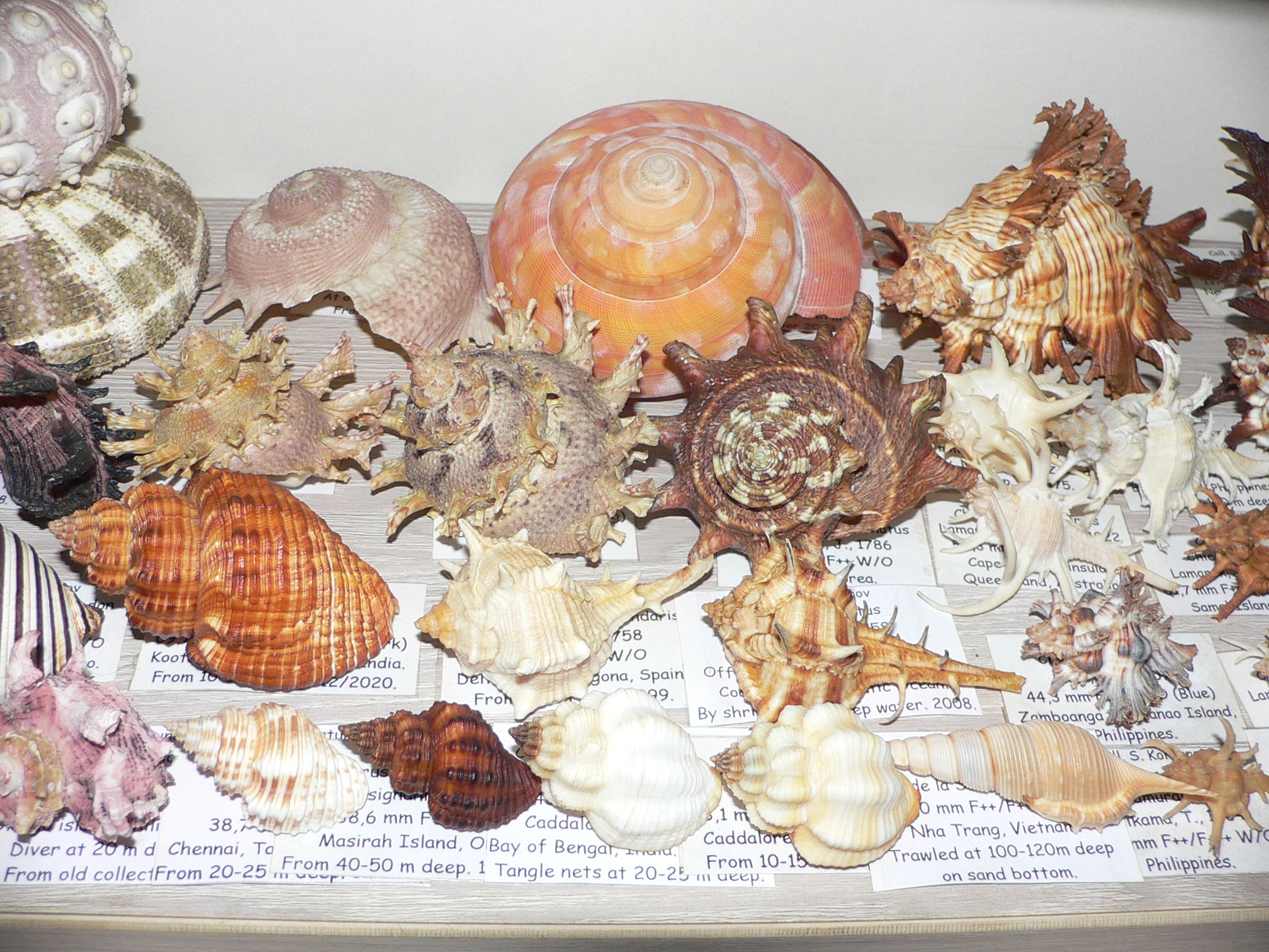 Bayerotrochus westralis VERY BIG