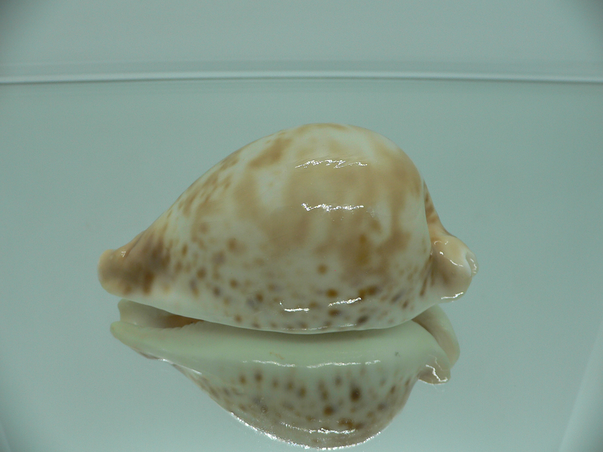 Cypraea hesitata hesitata FOG