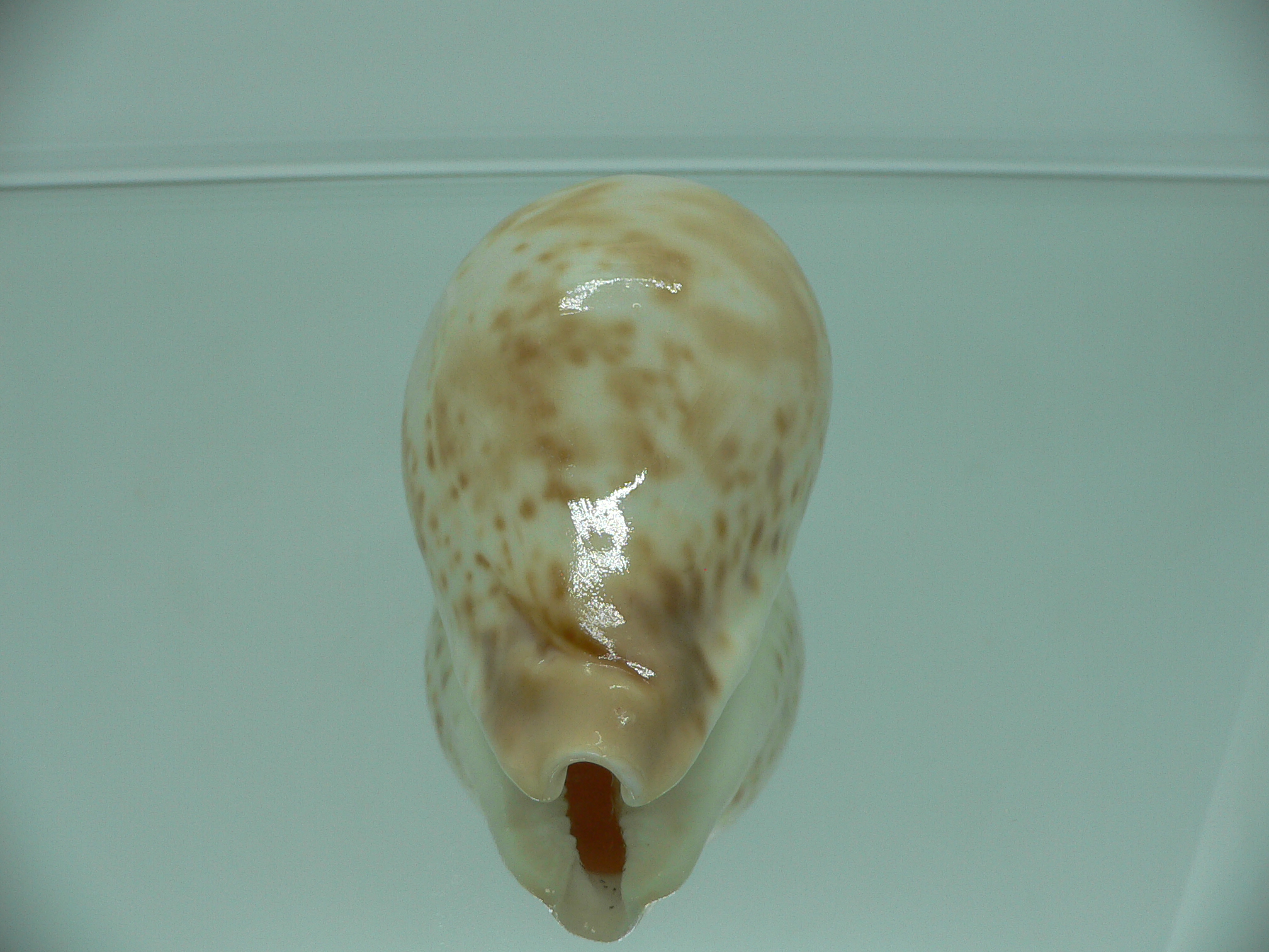 Cypraea hesitata hesitata FOG
