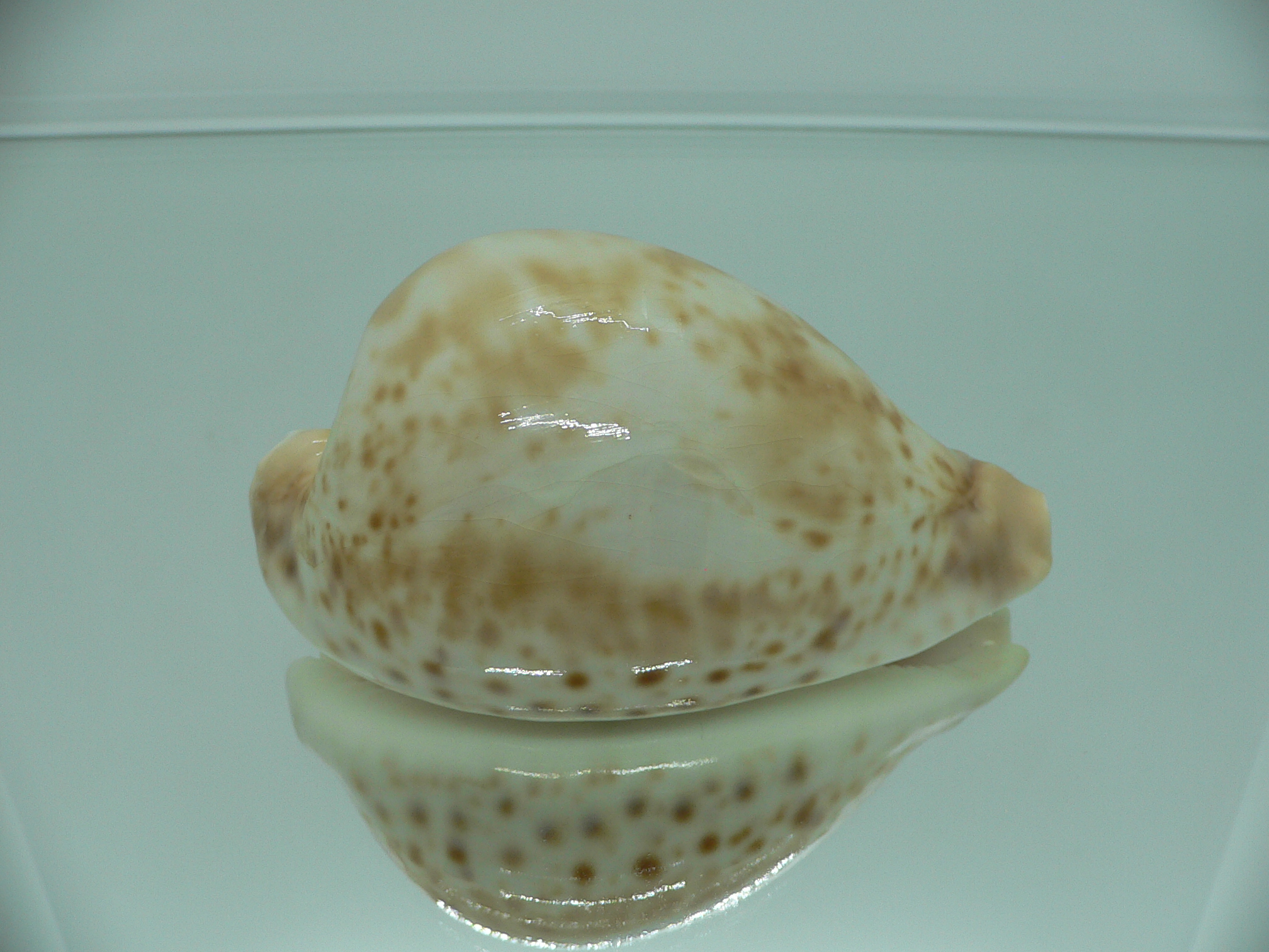 Cypraea hesitata hesitata FOG
