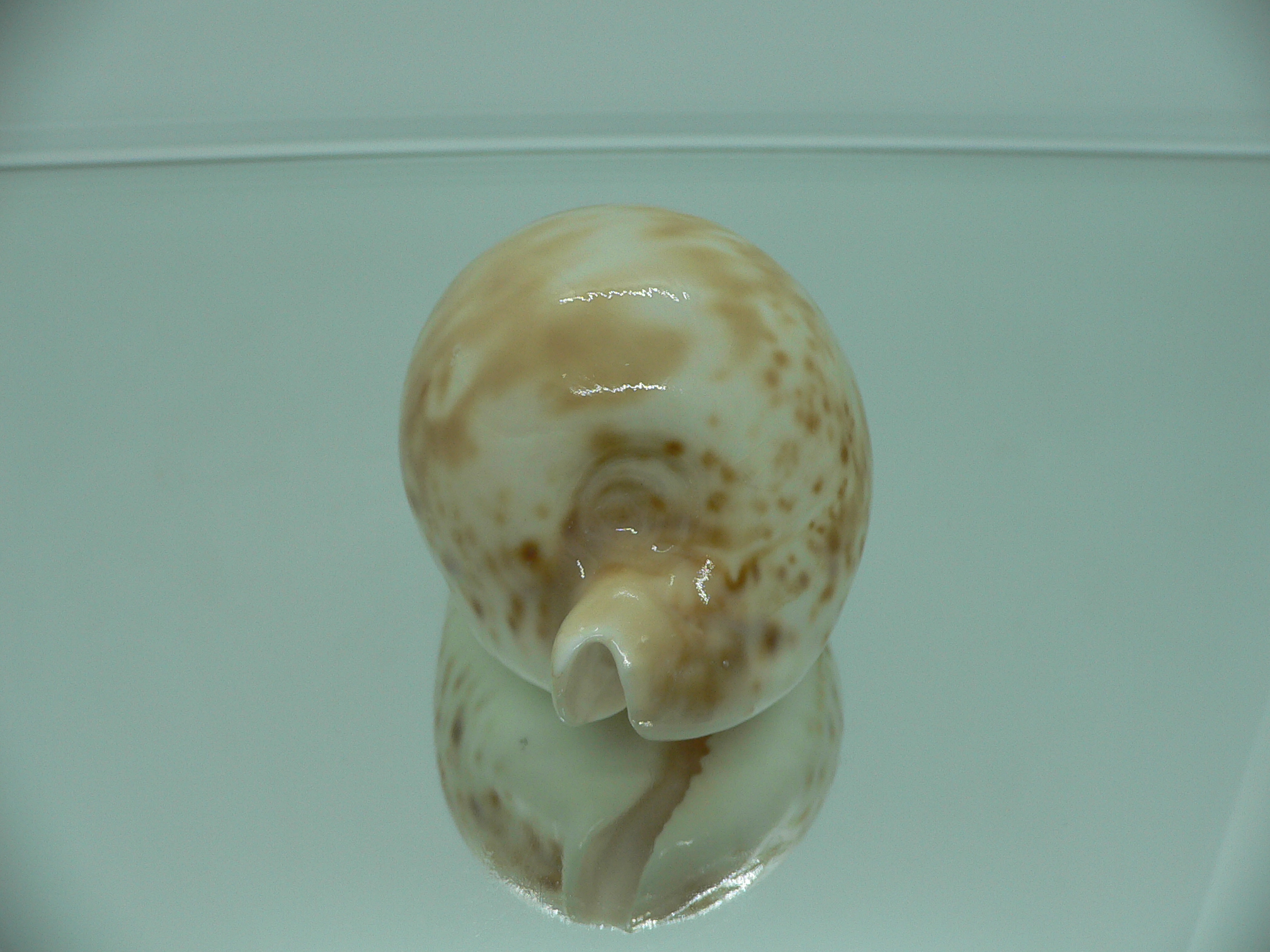 Cypraea hesitata hesitata FOG
