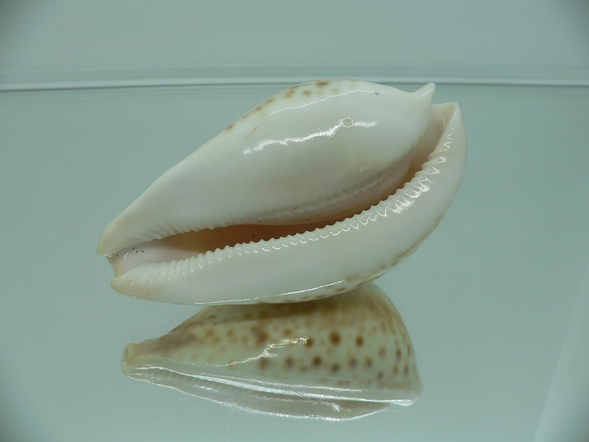 Cypraea hesitata hesitata FOG