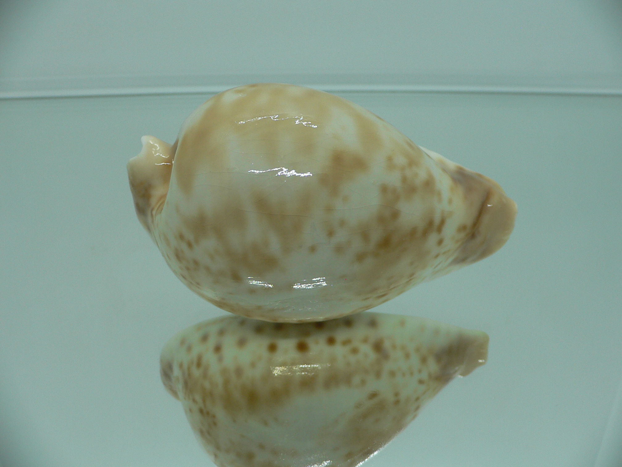 Cypraea hesitata hesitata FOG