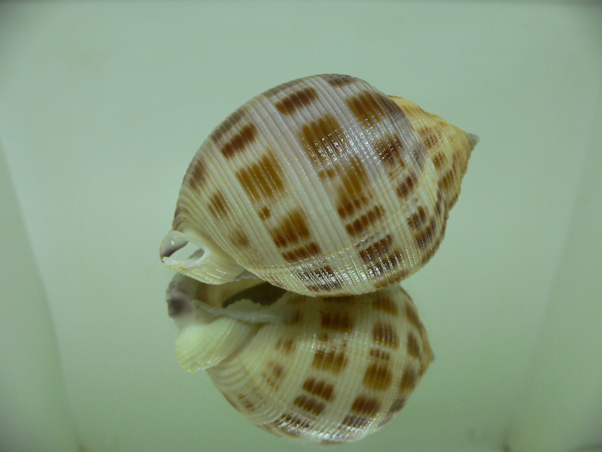 Semicassis bisulcata ROUND