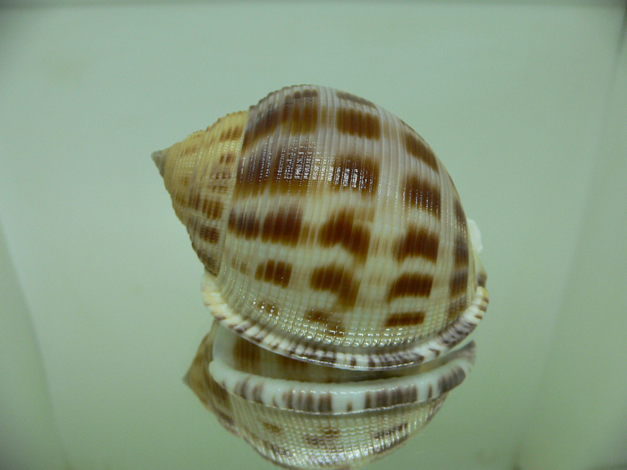 Semicassis bisulcata ROUND