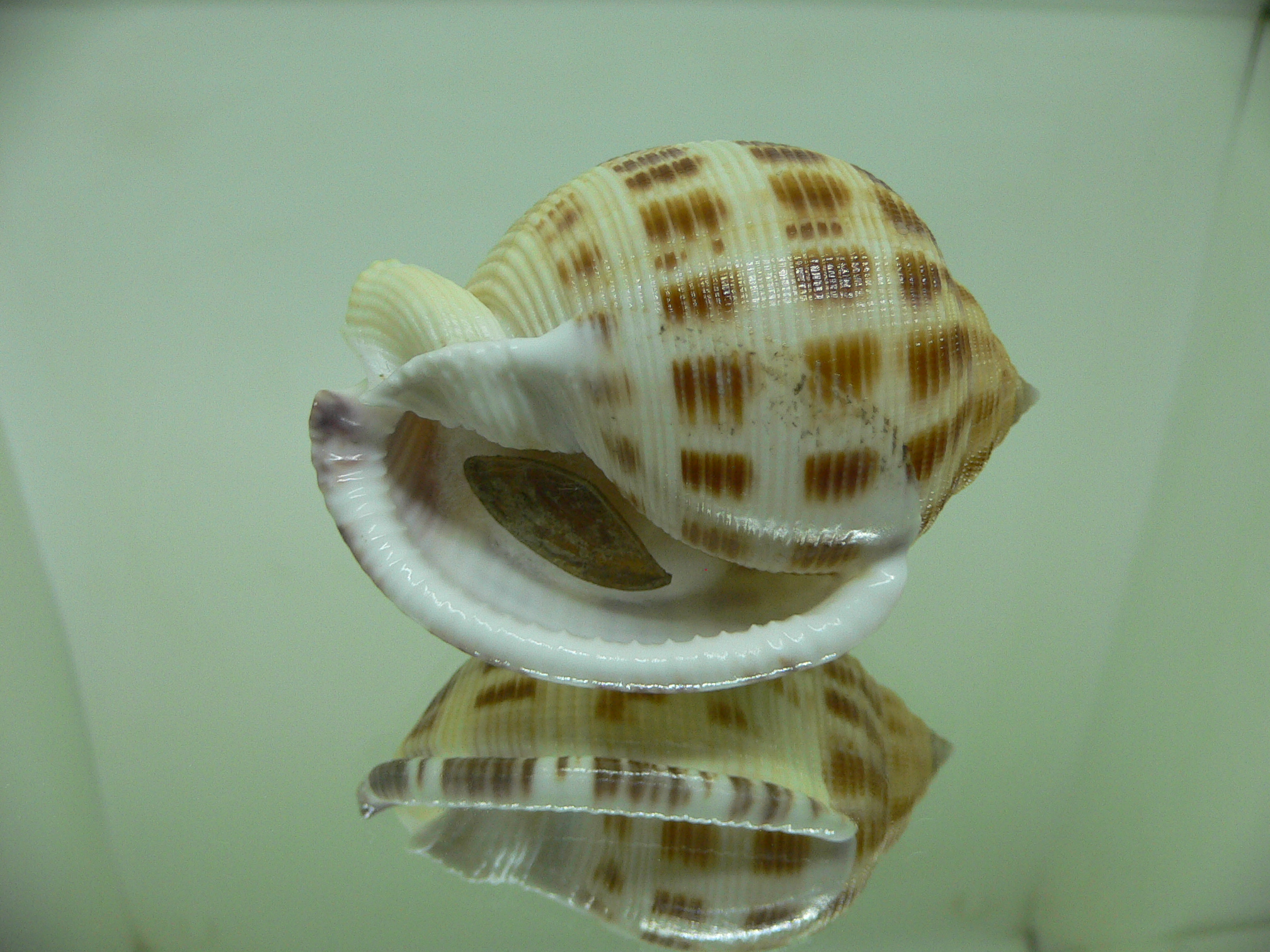 Semicassis bisulcata ROUND