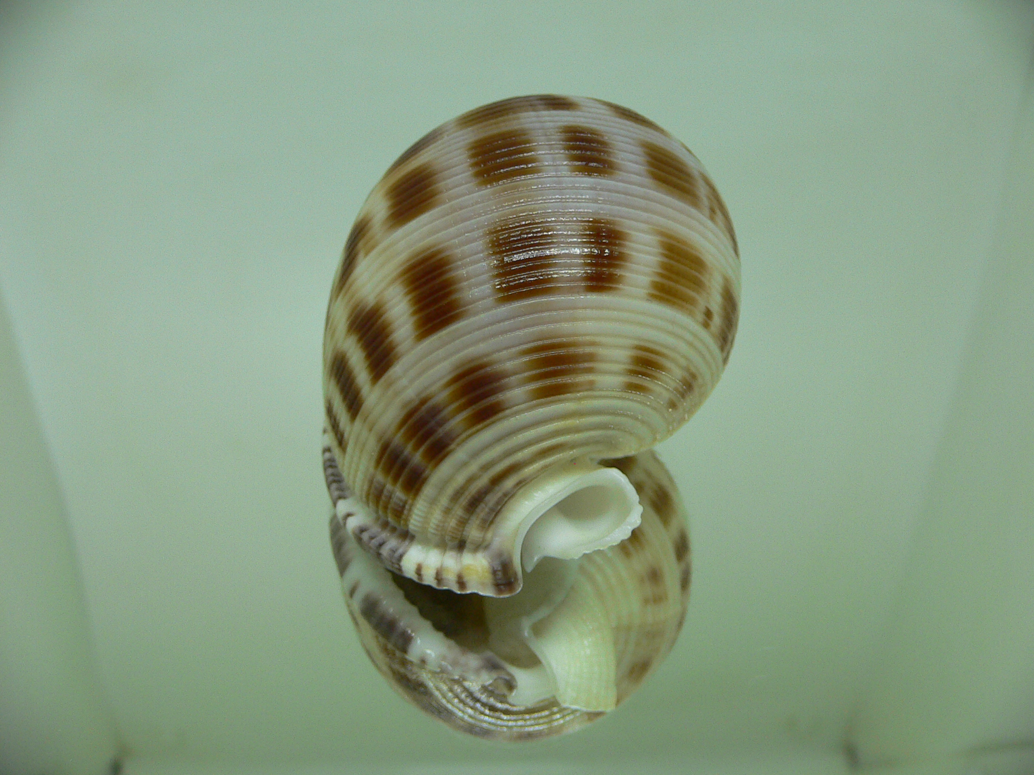 Semicassis bisulcata ROUND