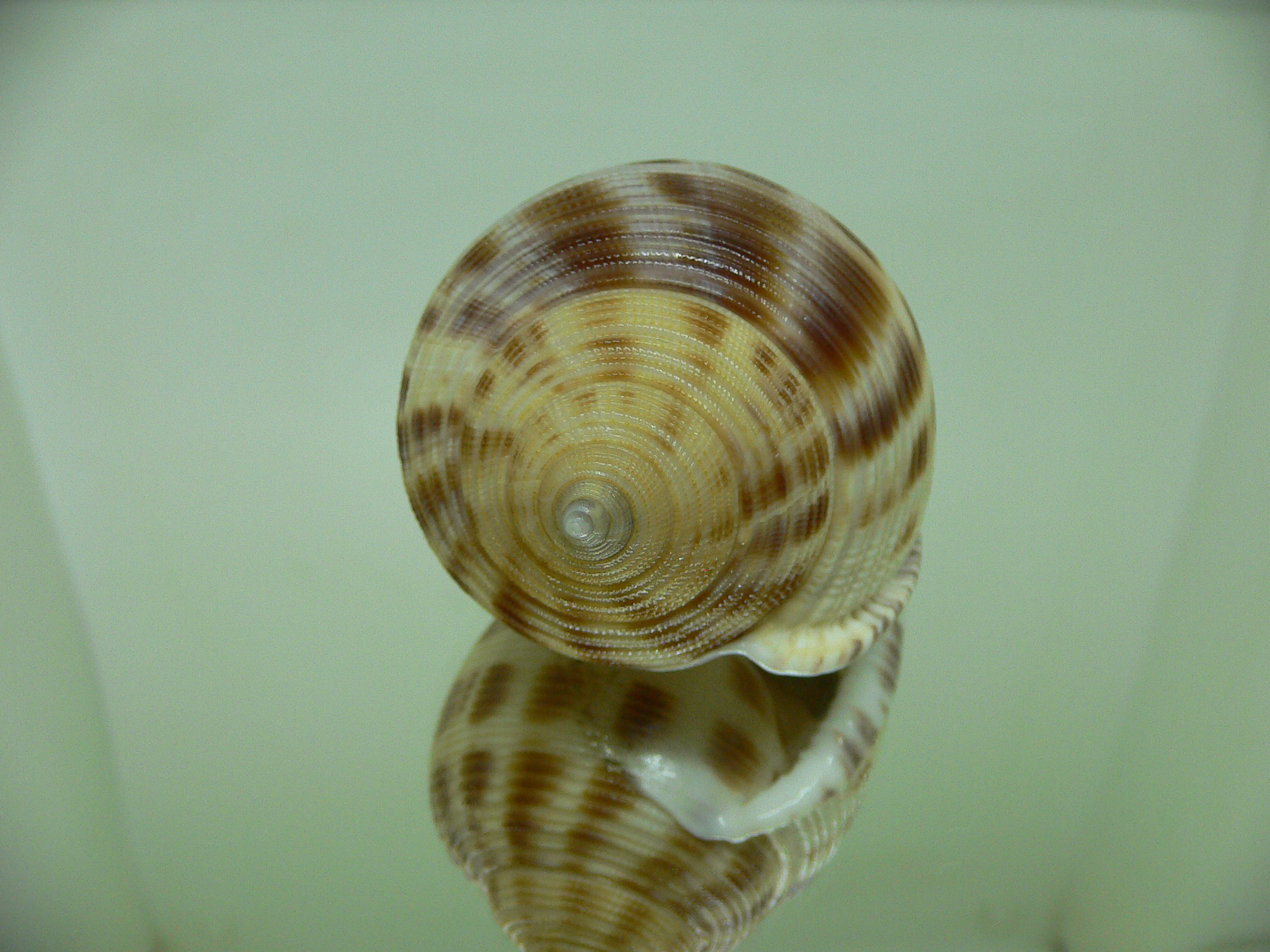 Semicassis bisulcata ROUND